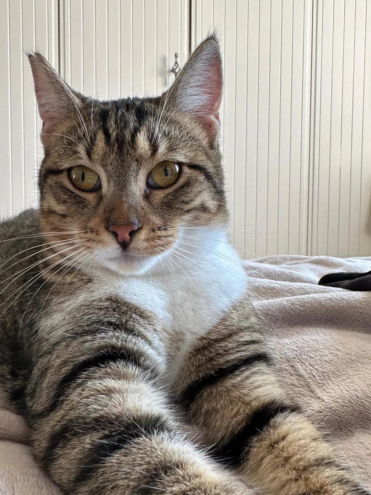 Lola: A tiny FIP survivor. She was just a kitten when we found her crawling on the street, unable to use her hind legs. It was heart-breaking to see her so small and already fighting for her life. After a long and difficult treatment journey, she bea