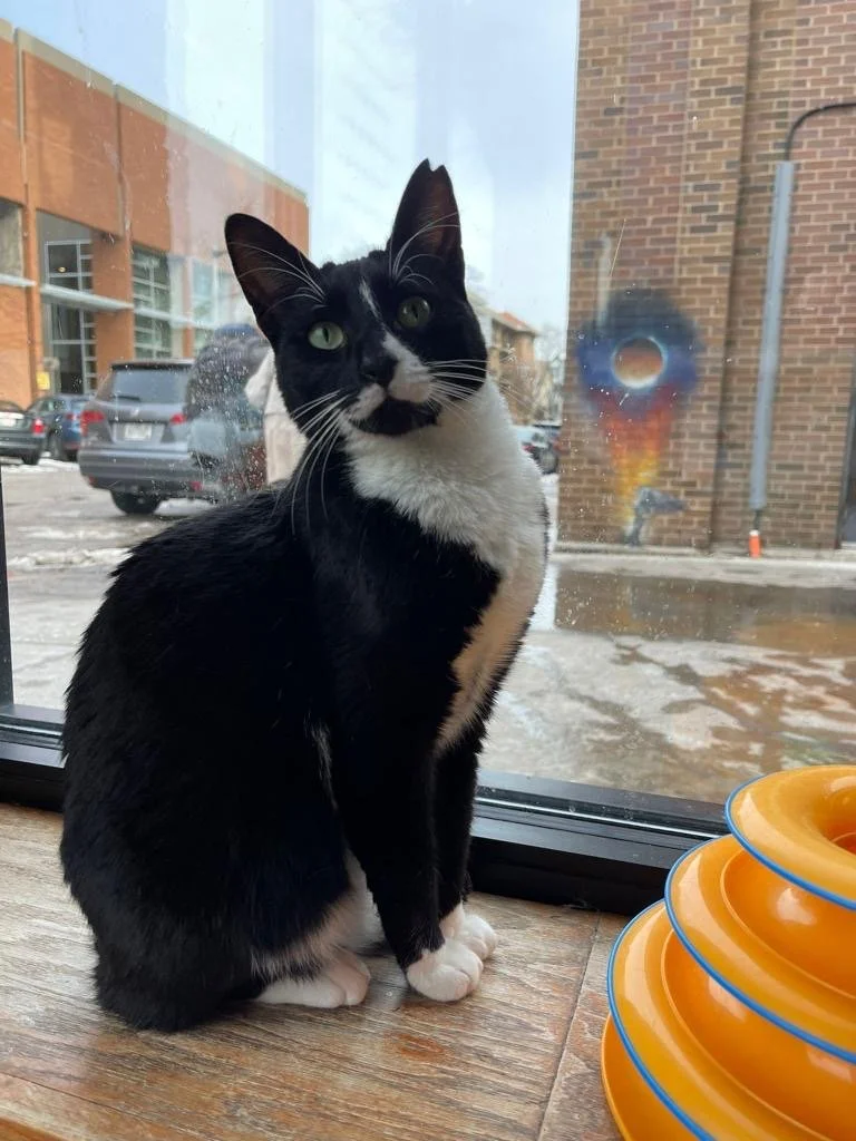 Chloe: Our quirky, unforgettable girl. She travelled all the way to Milwaukee, USA to find her forever home. We miss seeing her little face every day, but knowing she’s safe, loved, and no longer struggling on the streets makes it all worth it. 