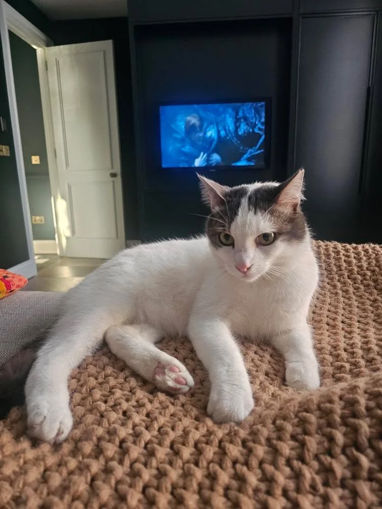 Juniper: Thanks to our friends at Help Street Cats and Dogs, this special boy found his chance at a new life. He suffered from severe eczema on the streets and was also deaf, making survival even harder. He was rehomed all the way to San Francisco, w