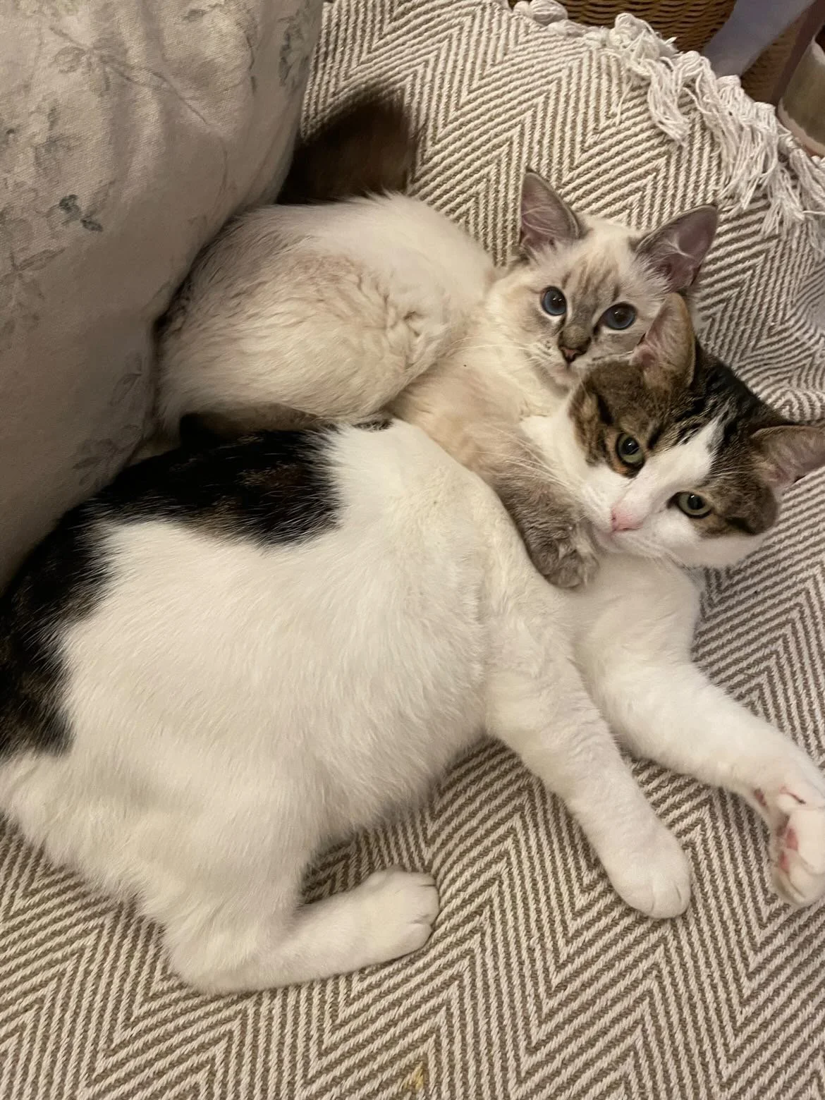 Henry: The biggest teddy bear of them all — always asking for pets and cuddles, always so trusting and gentle. Friendly stray cats have the hardest time surviving on the streets, and we knew we couldn’t leave him there. Today, Henry is safe and adore