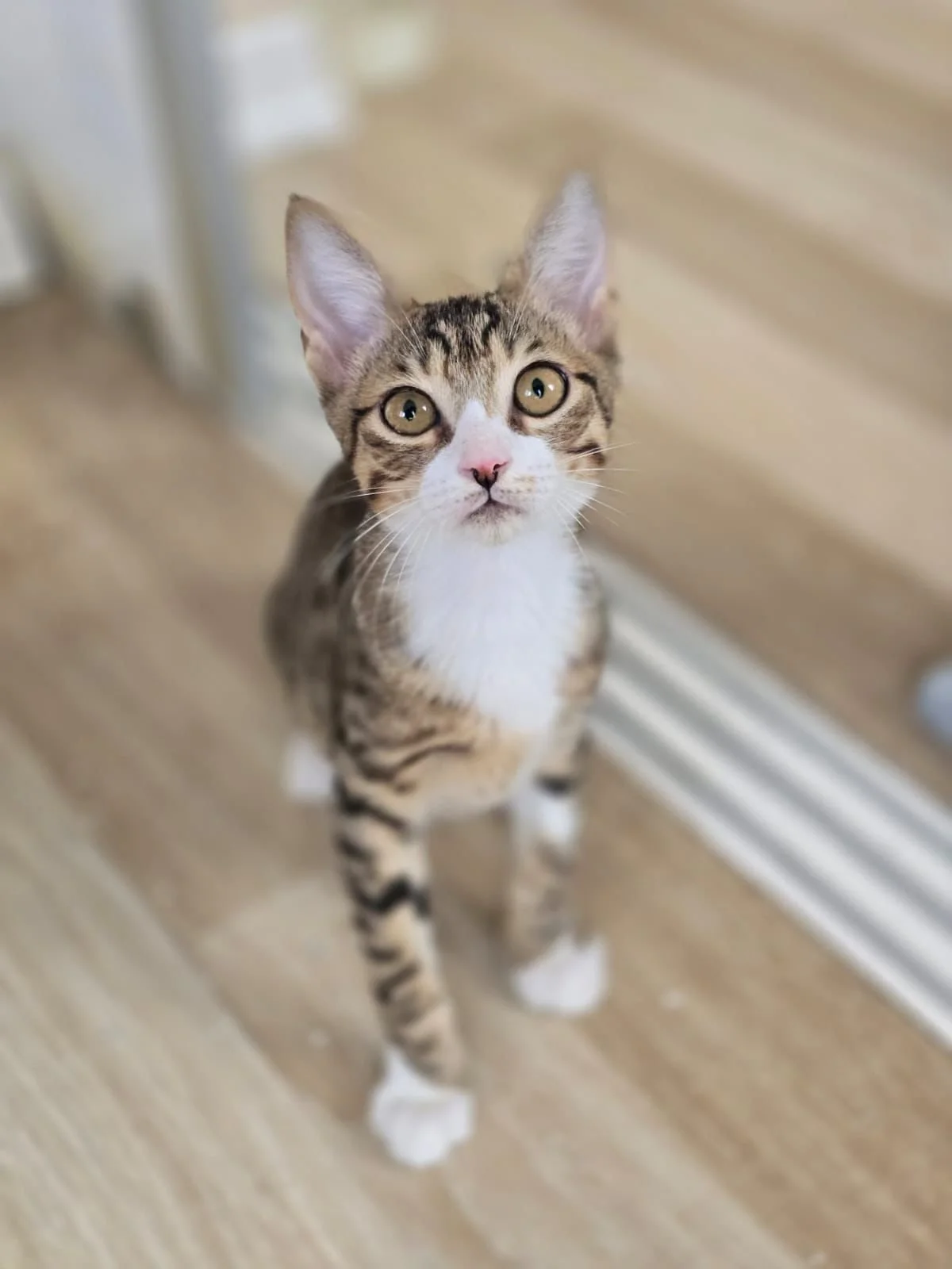 Jinx: The other brother, Jinx, shares the very same story as Journey. Separated from his mum and siblings and abandoned, he could have ended up in a shelter. Instead, his life was transformed. Today, he is safe, loved, and living his new life in Cana