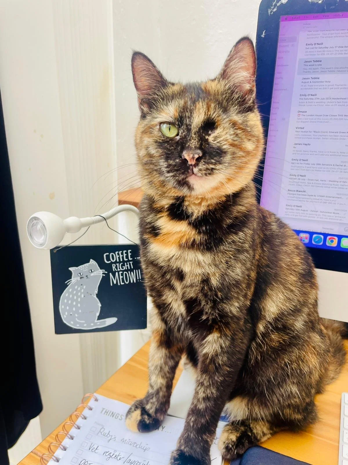 Ruby: She was abandoned in our neighbourhood, partially blind, intact, and very sick. We took her in, nursed her back to health, and gave her the care and love she so desperately needed. Today, Ruby is safe, cherished, and living her new life all the