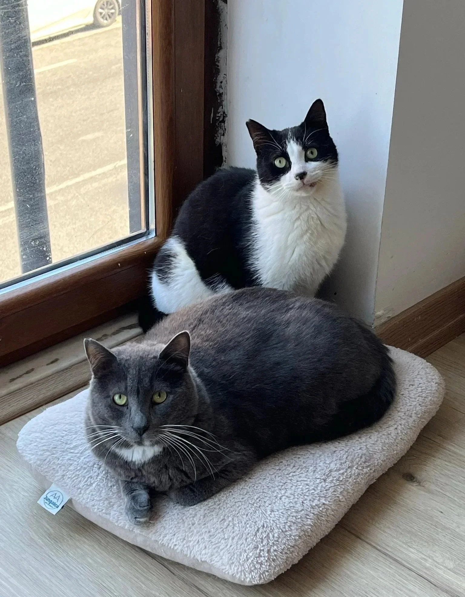 A black and white cat sitting on a beige cushion near a glass door, looking directly at the camera, and a gray cat lying on the cushion, also looking at the camera.