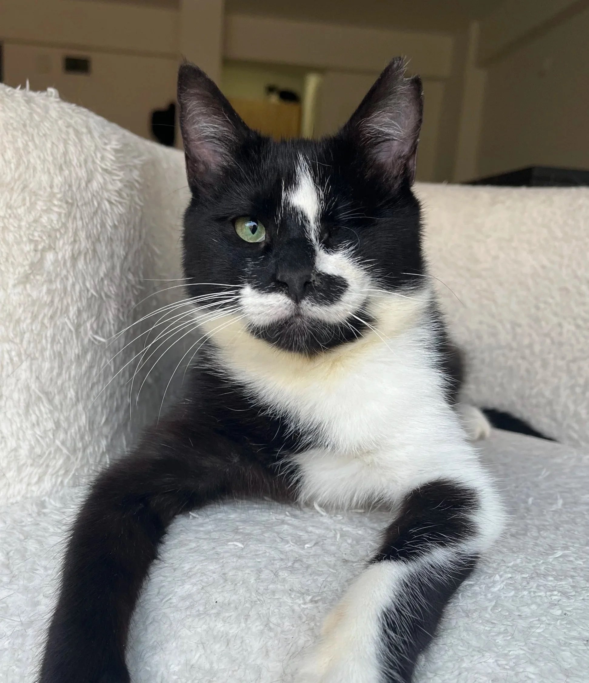 A black and white cat lying on a soft, light-colored surface, with one eye open and the other eye closed, looking at the camera.