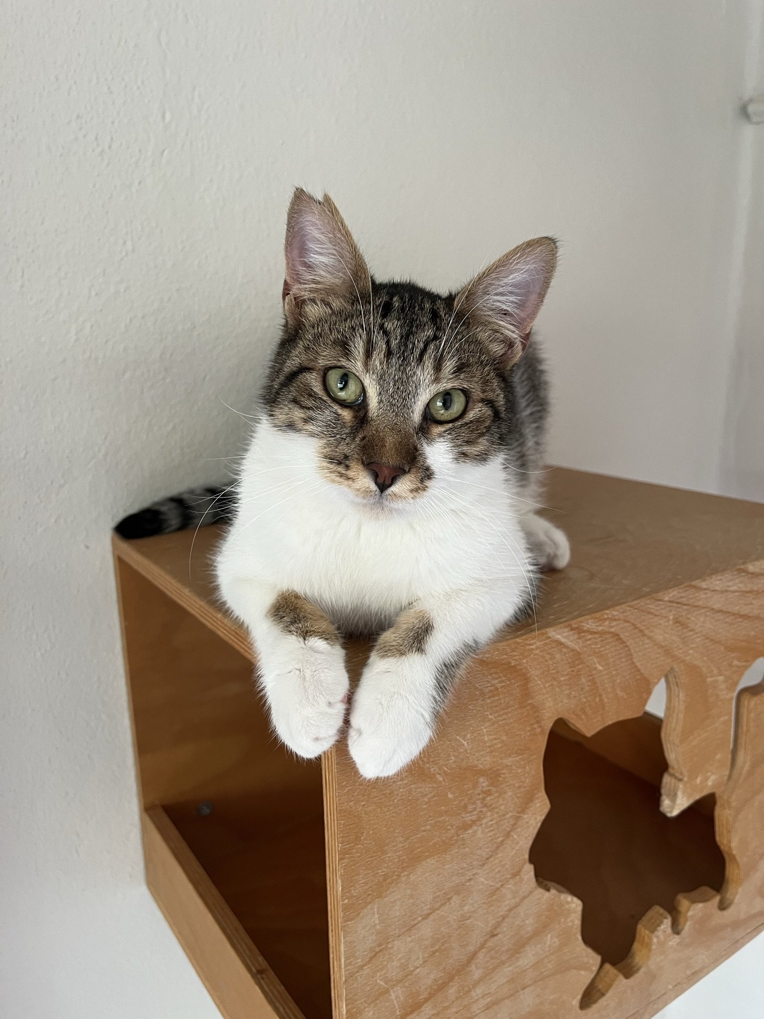 A young tabby and white cat with green eyes lying on top of a wooden shelf with a Texas-shaped cutout.