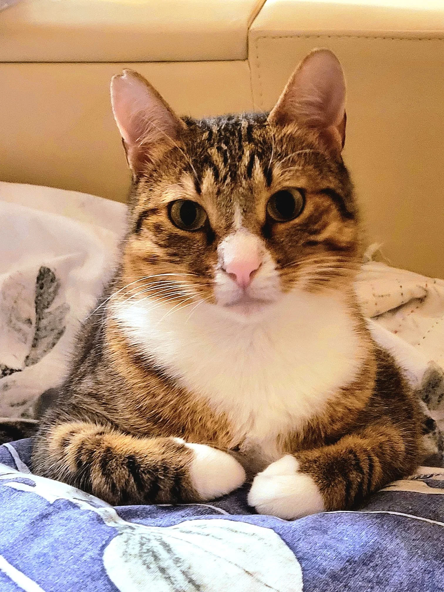 Cookie: She was always sick and crying on the streets, and it broke our hearts to hear her. We later discovered the reason — a nasal polyp that made every breath and every day a struggle. After treatment and a full recovery, her life finally changed.