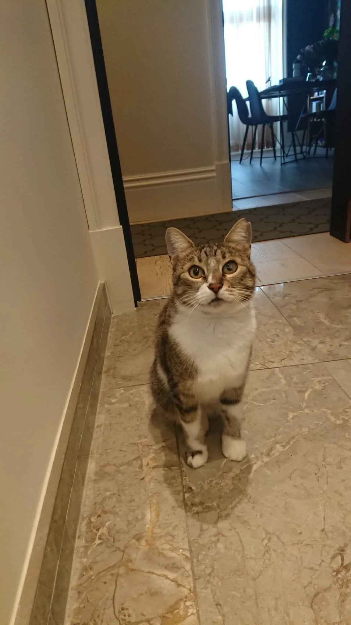 Roxelana: A tailless, three-legged little warrior who had already endured more than most. We couldn’t leave her to survive on the streets in that condition. She was adopted in London, and not long after, her family moved to Paris — and of course, she