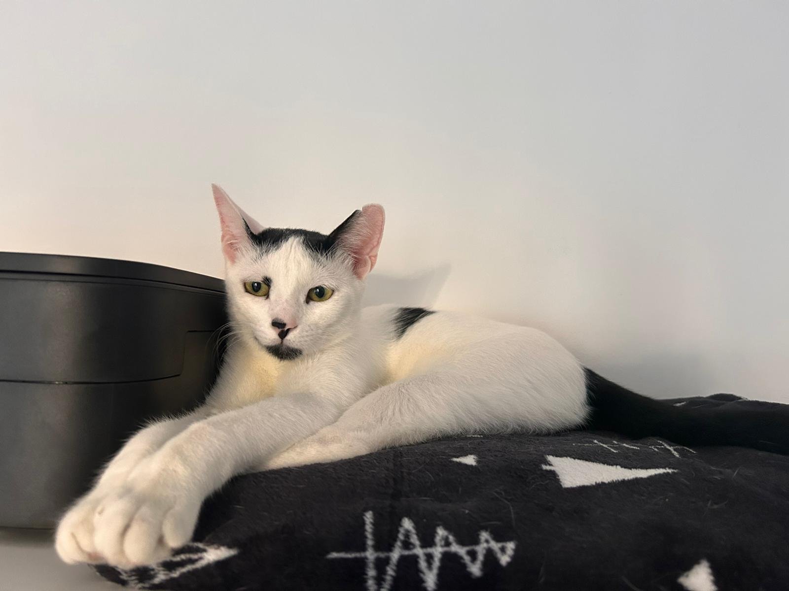 Hayko: He spent the first six months of his life in a cage with two of his siblings because their rescuer couldn’t find them homes. We couldn’t let them suffer like that any longer, so we took them into our care and gave them the chance they deserved