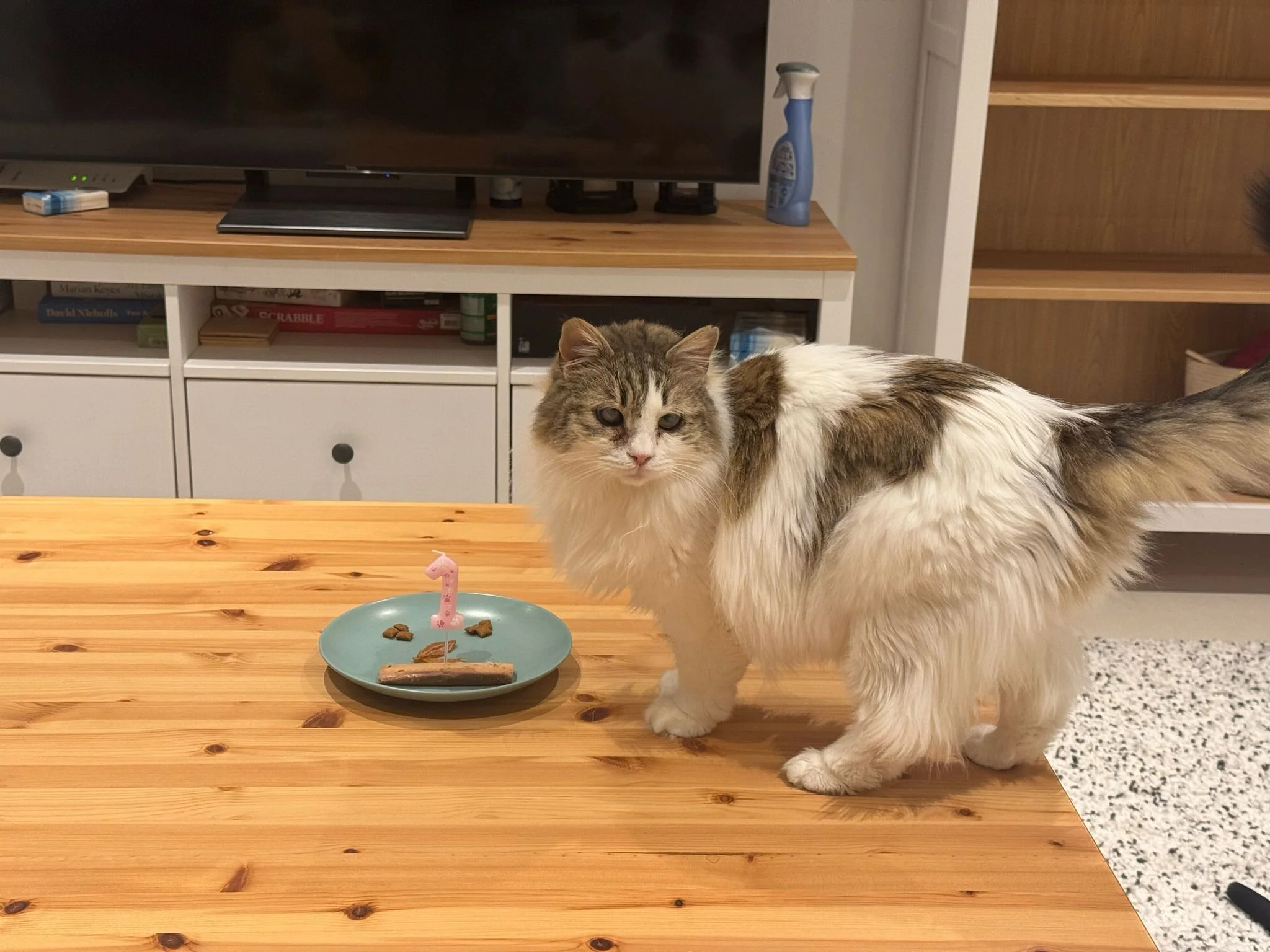 Lokum: She was trying to survive on the streets as an intact, blind little girl, completely alone and invisible to the world. No one helped her… except us. We couldn’t leave her there. Today, Lokum is safe, loved, and thriving in her new life all the