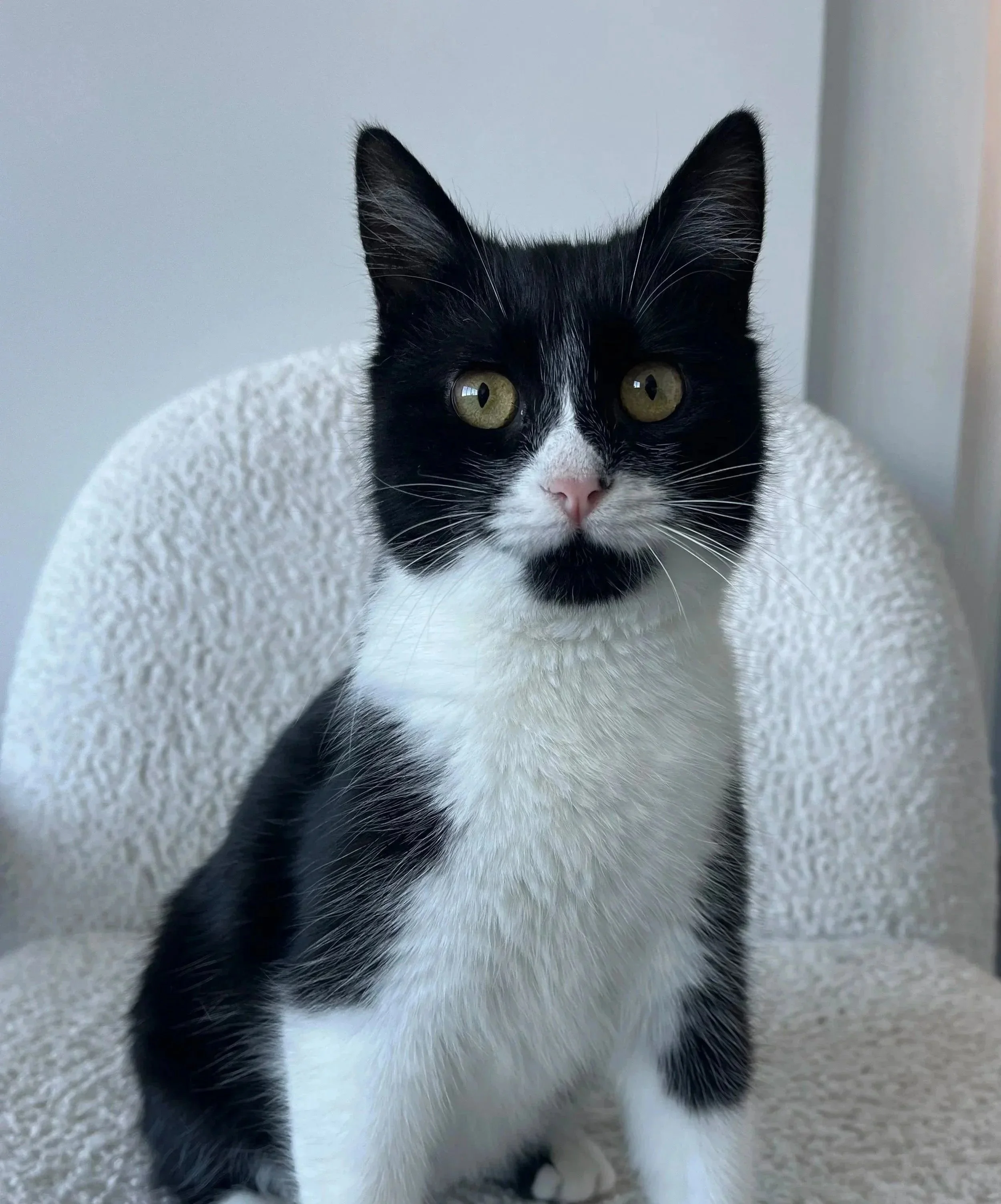 A black and white cat with yellow eyes sitting on a textured white chair.