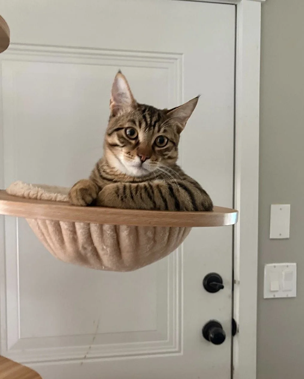 Jax: Journey’s brother was separated from the rest of the litter, and before something terrible could happen to him, we managed to find and reunite them. Against all odds, the family was brought back together. Today, Jax is safe, loved, and starting 