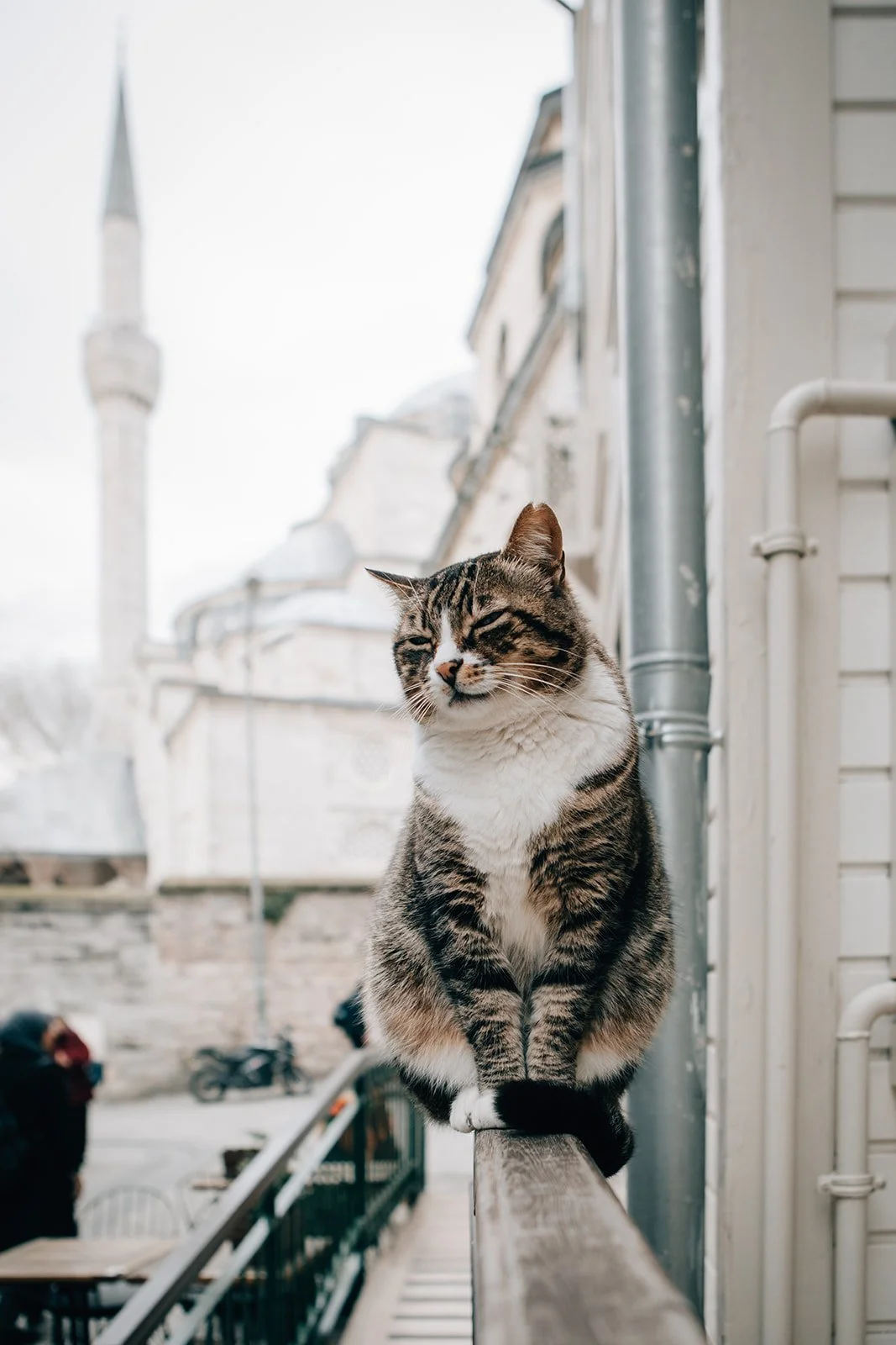 A tabby cat sitting on a wooden ledge outside a building with a mosque in the background.