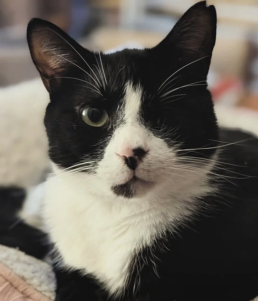 Odin: When we found him, he was so sick and weak that we thought he’d been hit by a car. Partially blind and barely hanging on, his survival felt like a miracle. But he fought, he made it, and today he is safe and loved in Leeds, where he even has a 