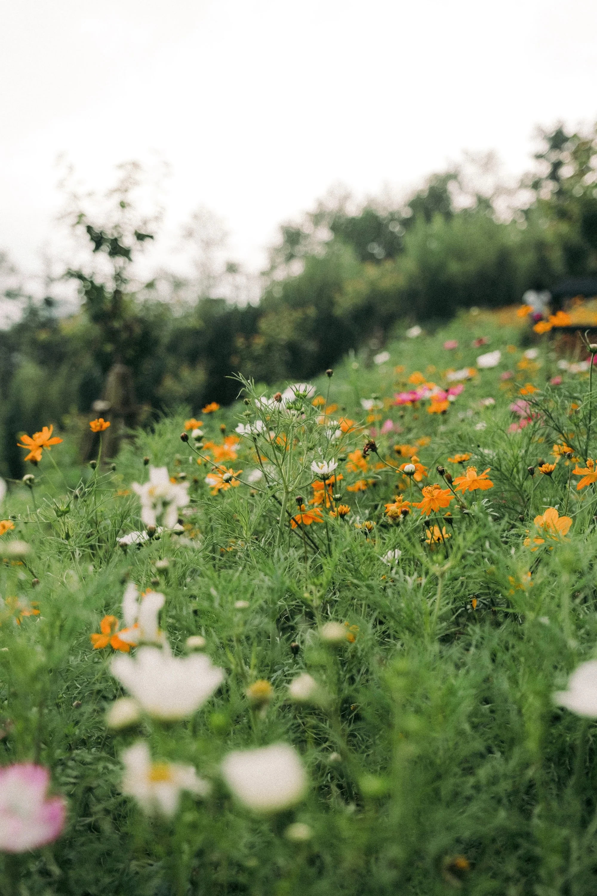 Knoff Group Presents: Our Favorite Trails for Wildflowers in the Bozeman Area