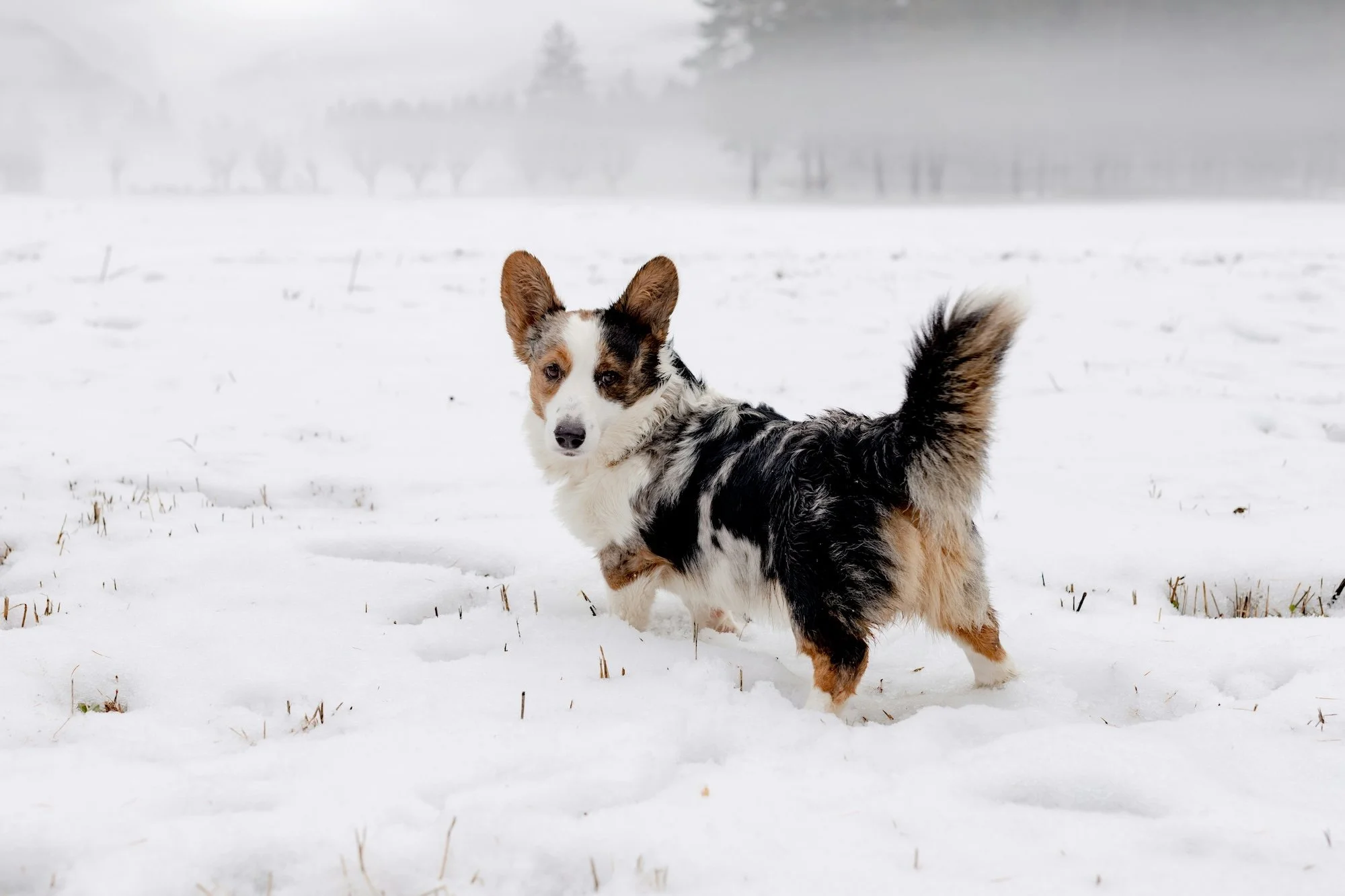 Knoff Group Presents: Dog Friendly Experiences During the Winter