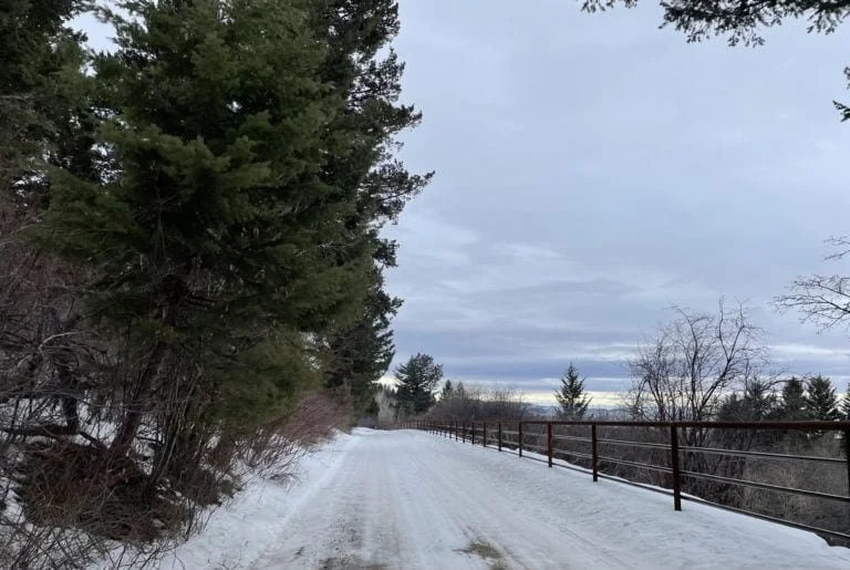 Subdivision Spotlight – Black Bear