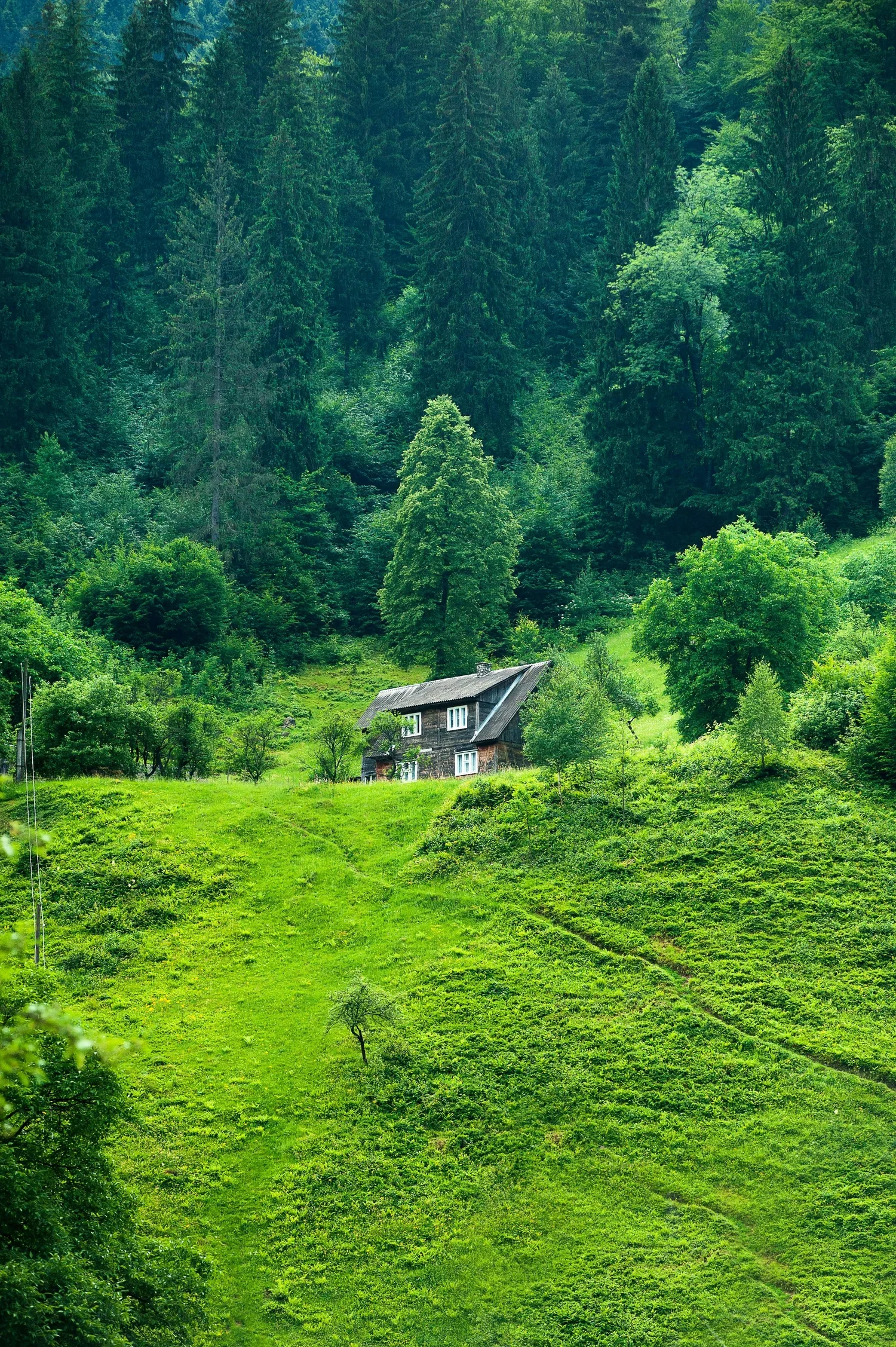 Green hillside and forest cabin in a rural landscape.