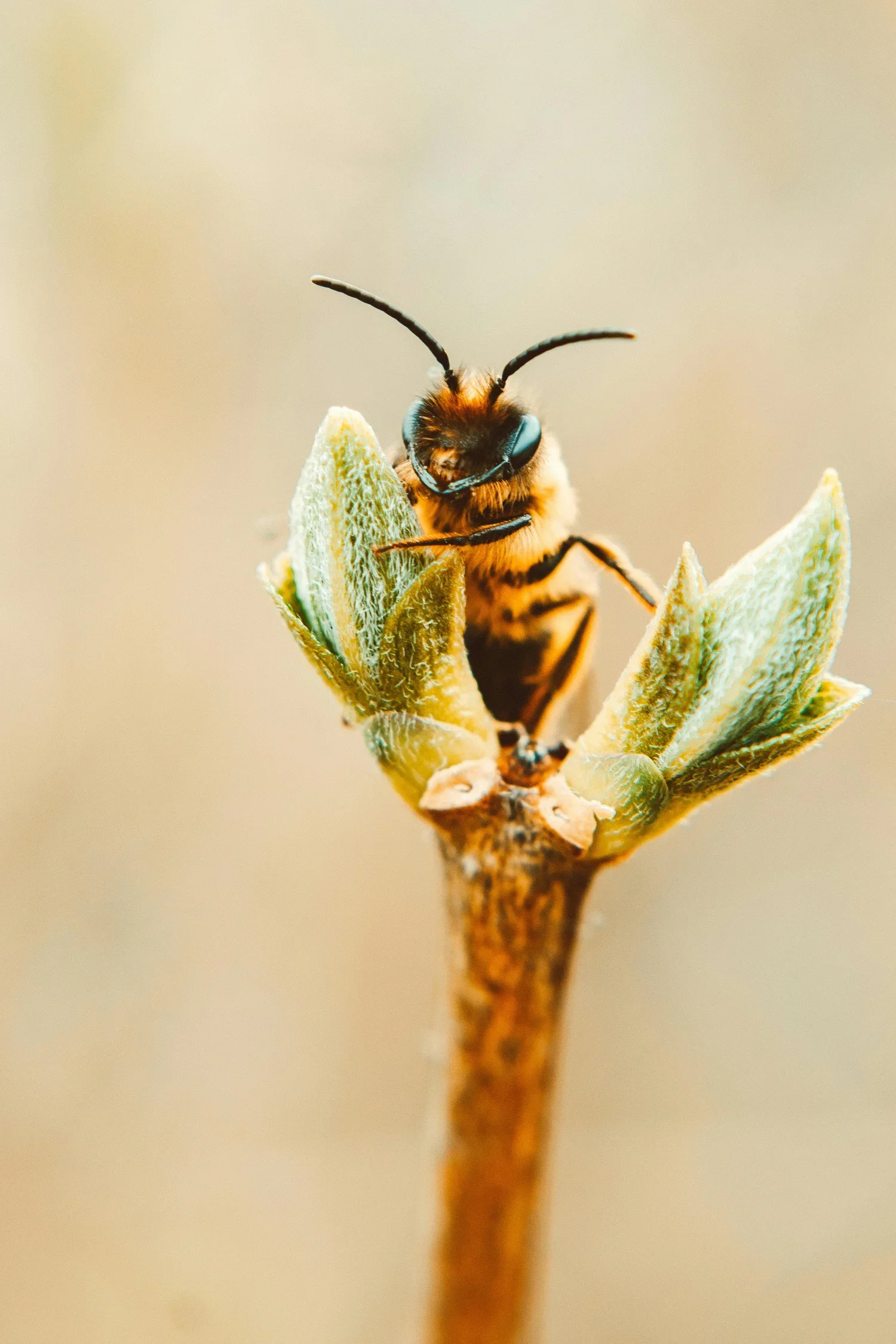 Close-up of a bee on budding plant with soft beige background.
