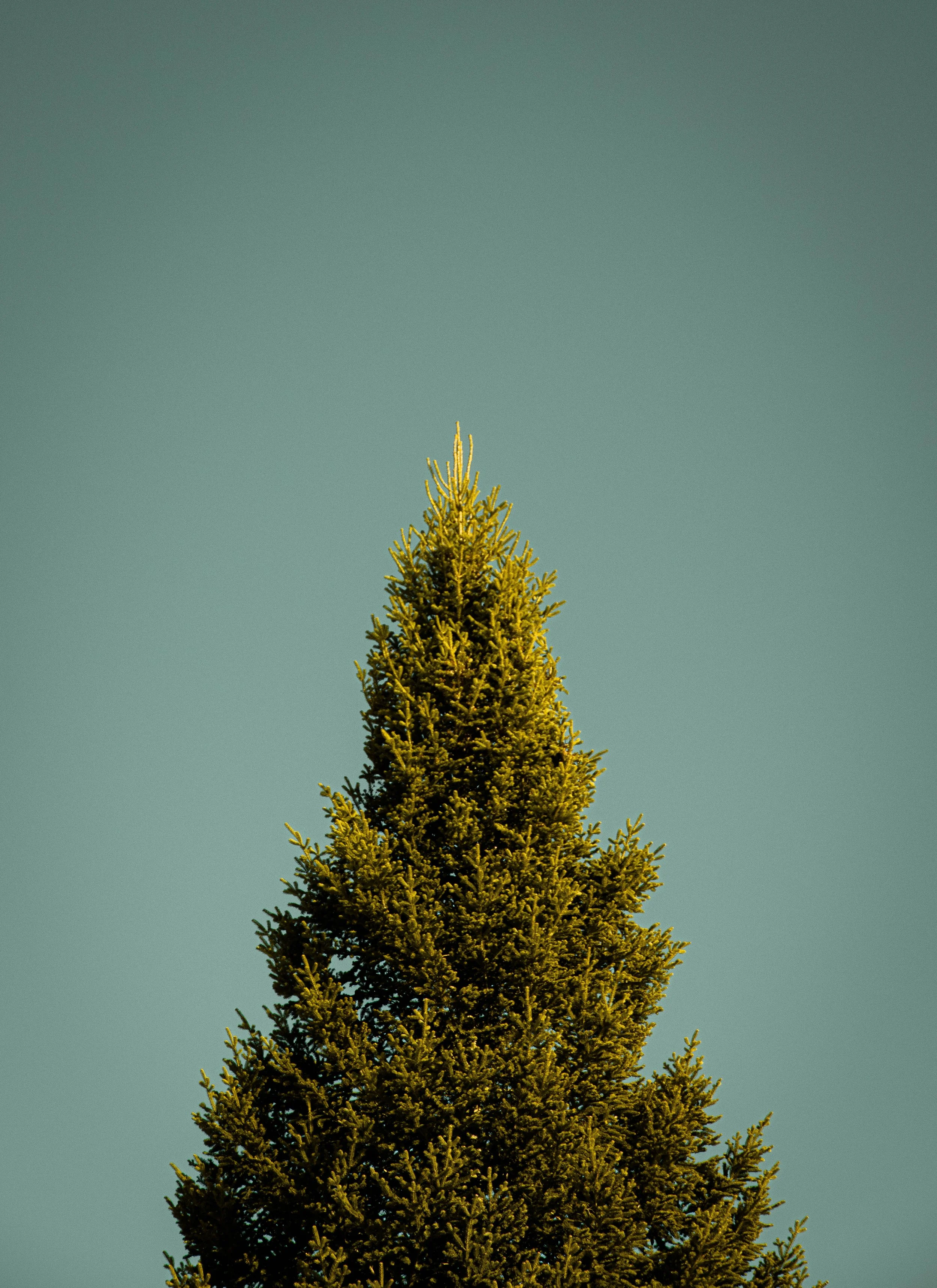 The image shows the top of a tall pine tree against a clear blue sky.