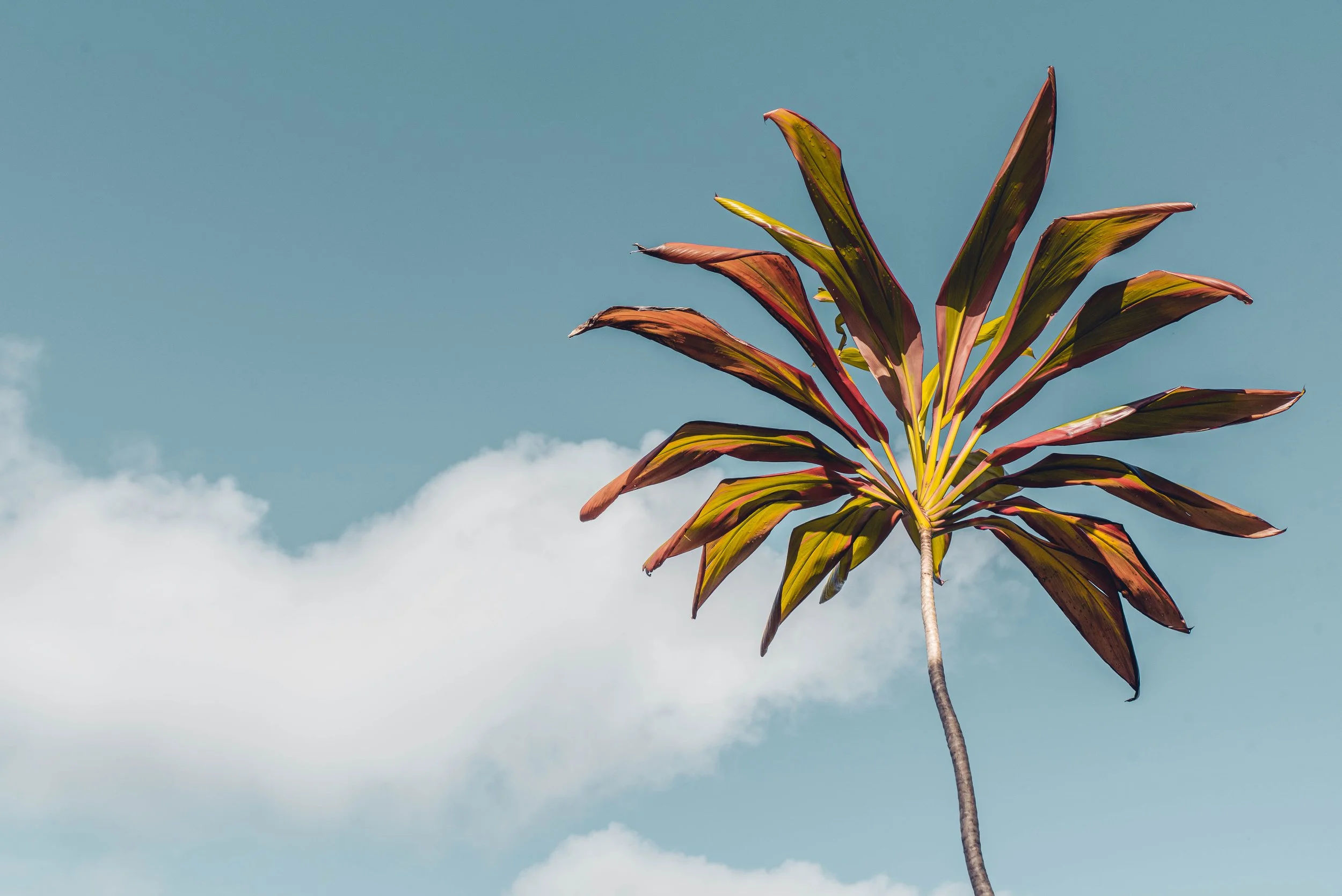 A single tree with large, elongated reddish-brown and green leaves against a blue sky with white clouds.
