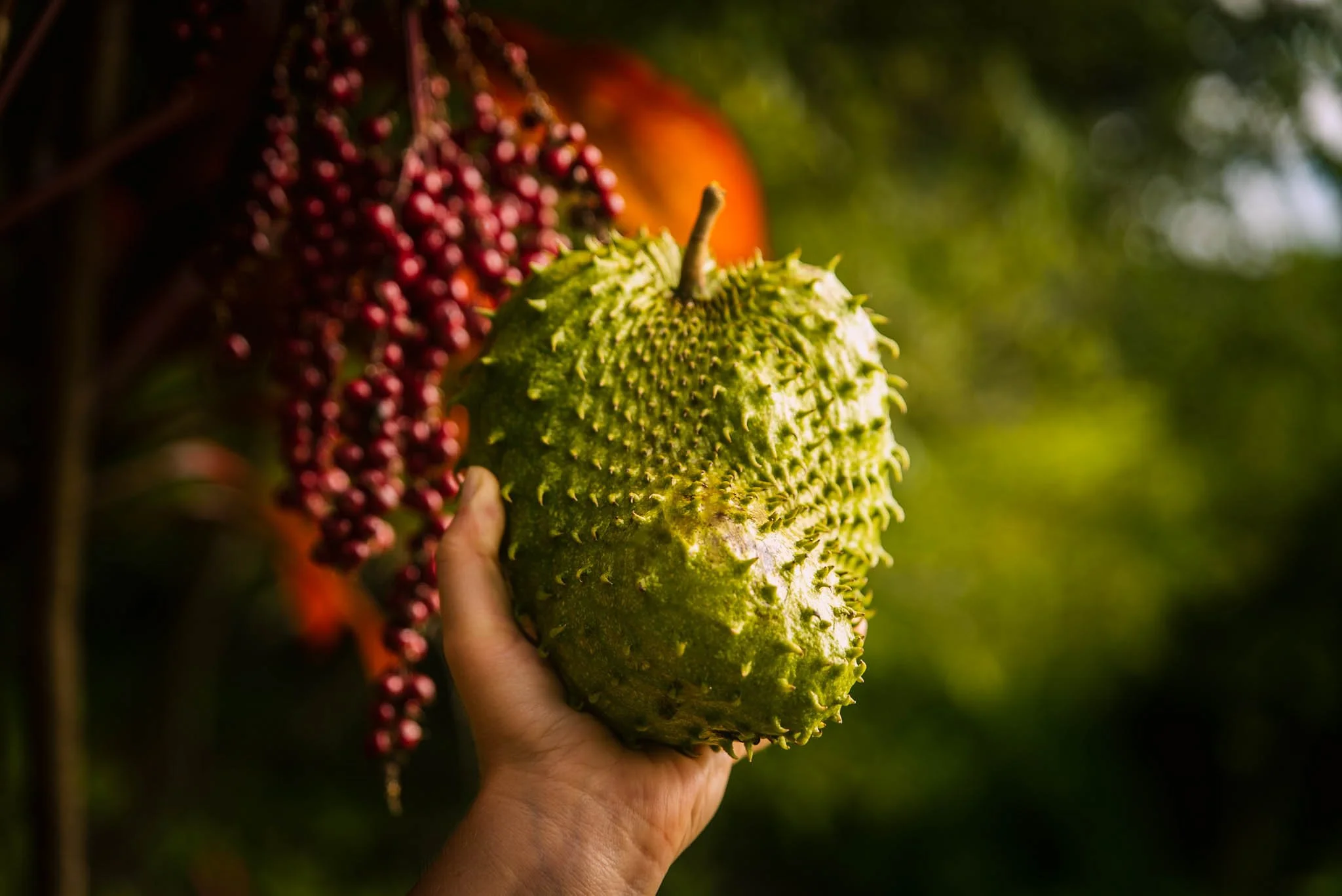 A hand holding a durian fruit with spiky exterior in front of a background of red berries and green foliage.