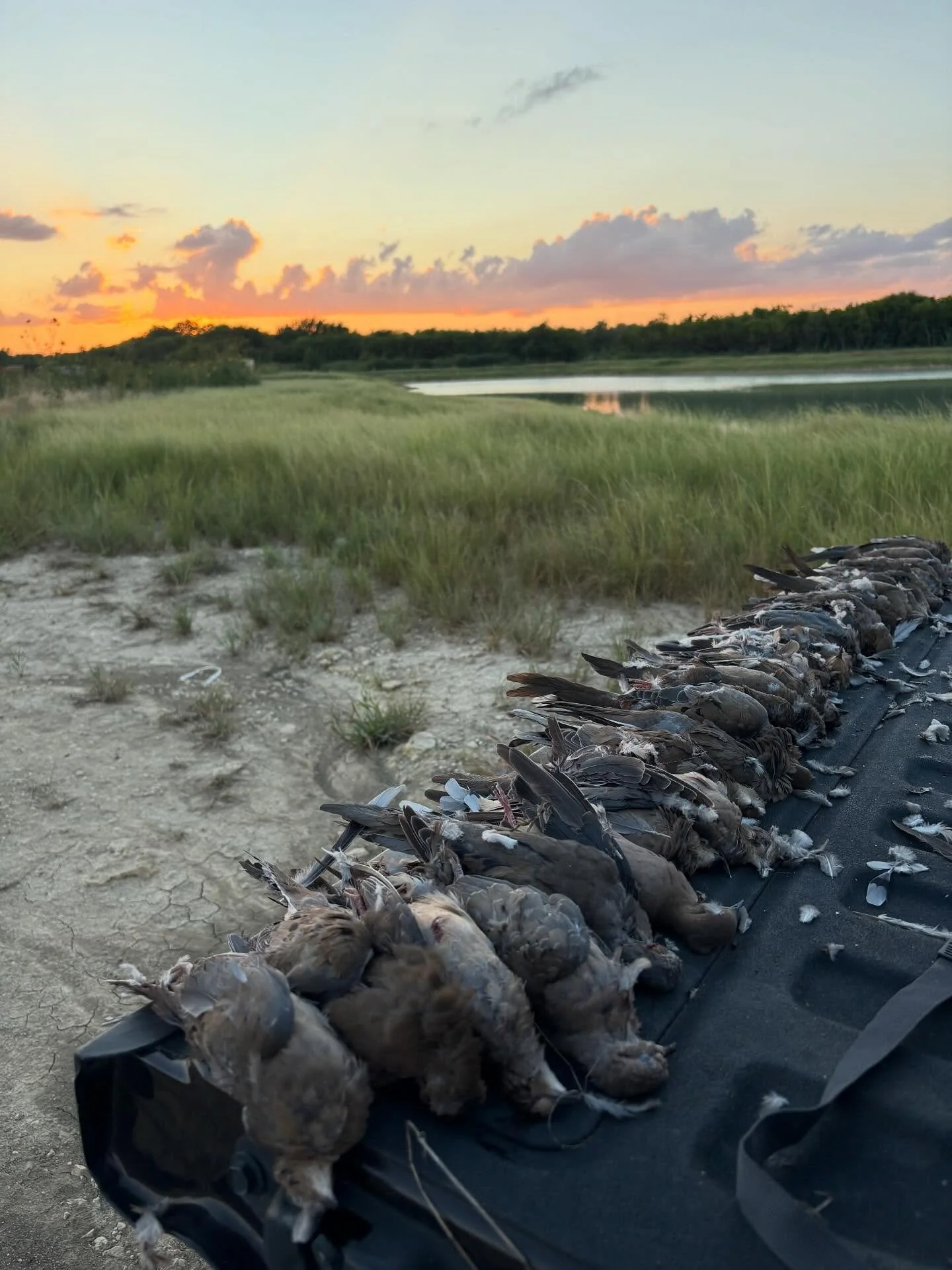 The sound of wings in the September sky means one thing&mdash;dove season is here. 🕊️🌾 At Estes Habitat Enhancement, we create habitat that brings wildlife back and keeps your hunting land productive season after season. From food plots to water fe