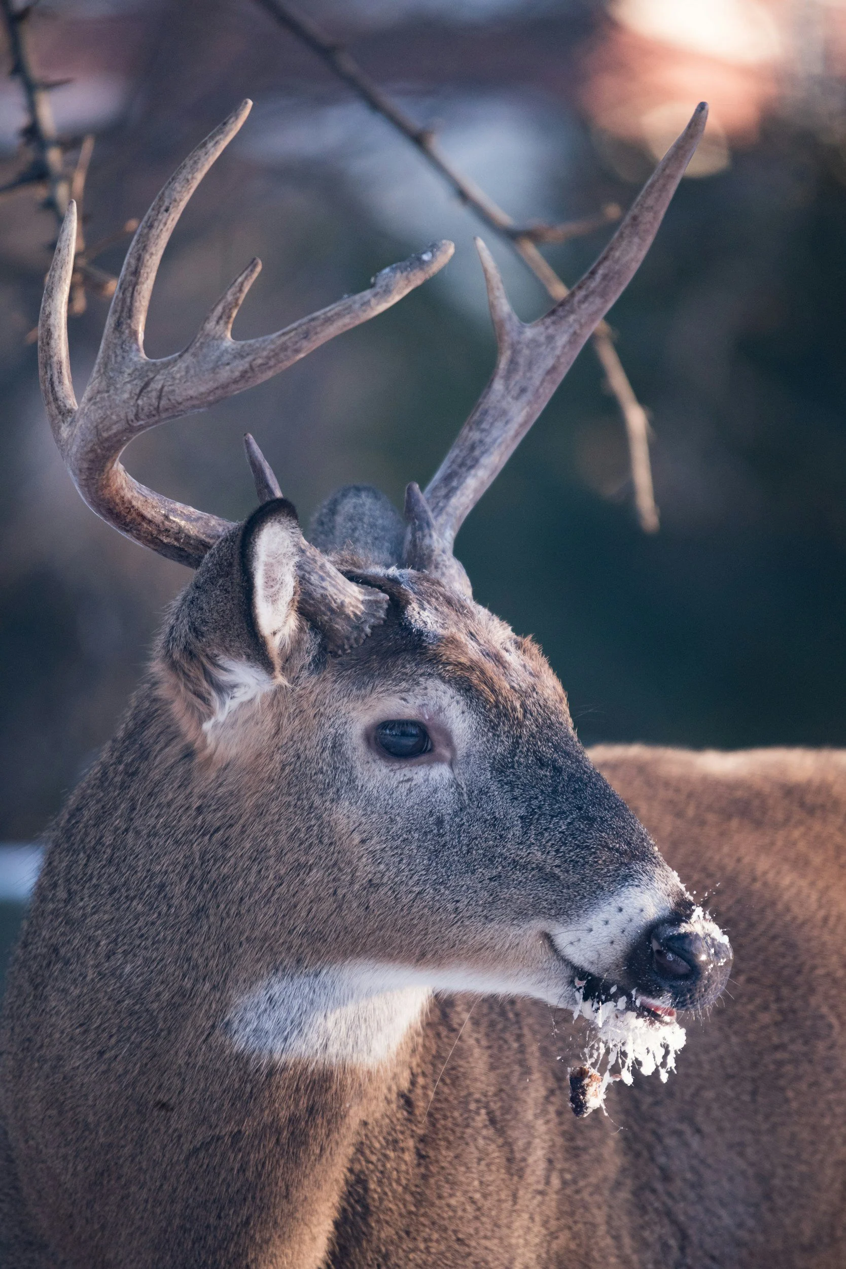 Post-Rut Recovery: How to Support Your Deer Herd After the Rut