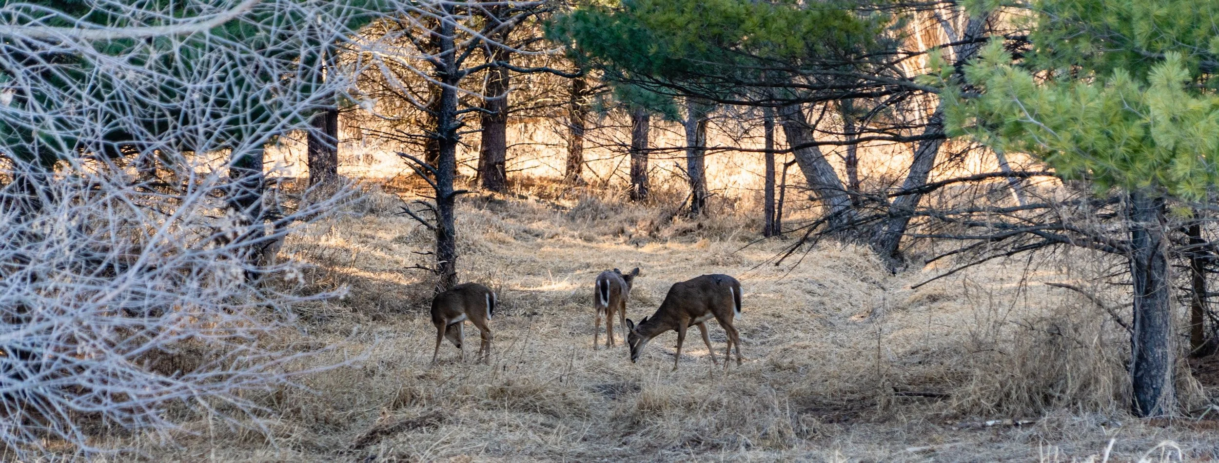 Late Season Deer Hunting: The Best Time to Fill Your Freezer