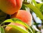 Peaches_Feature_Photo_1.jpg