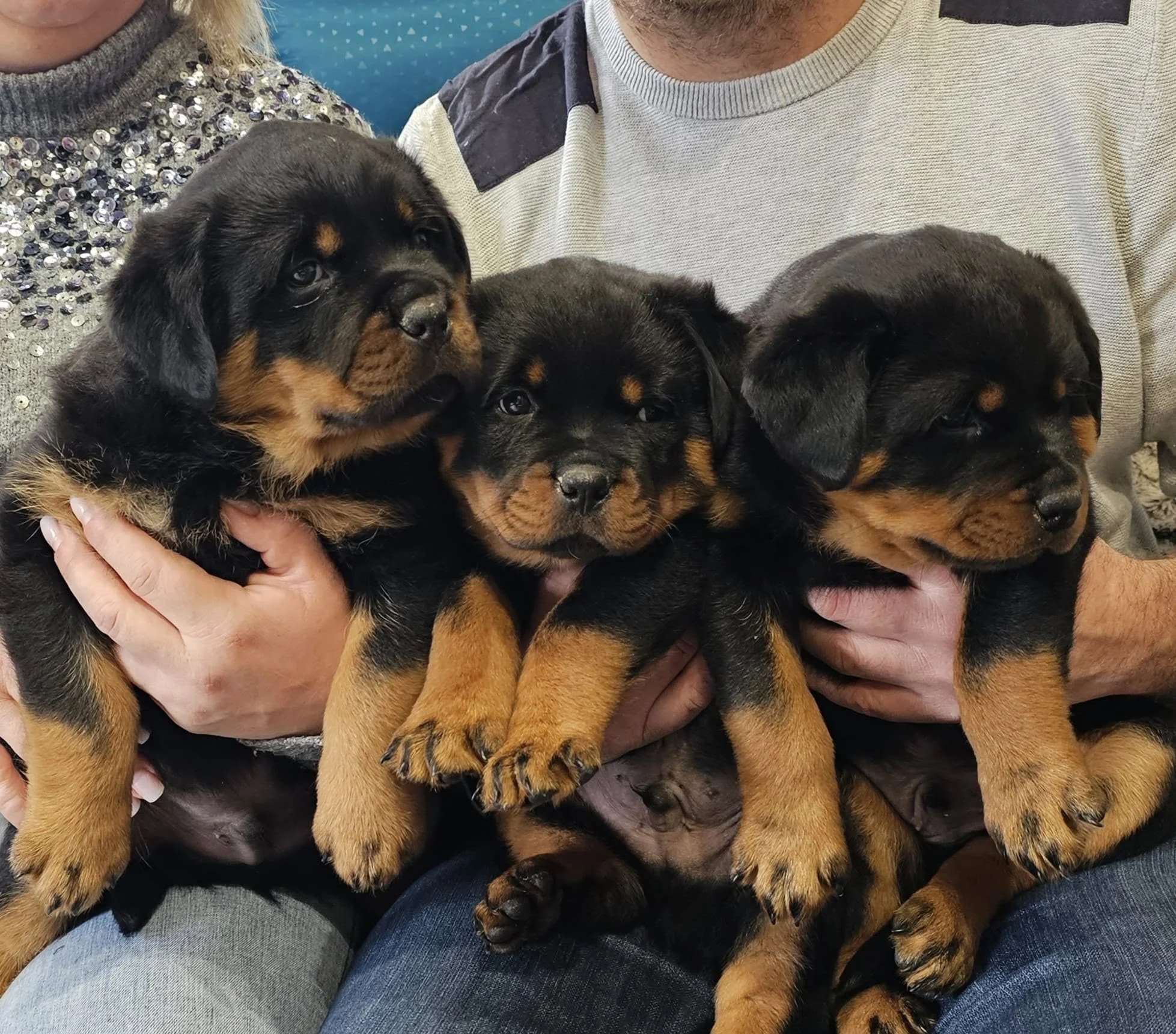 Rottweiler Chiot 4mois76963017