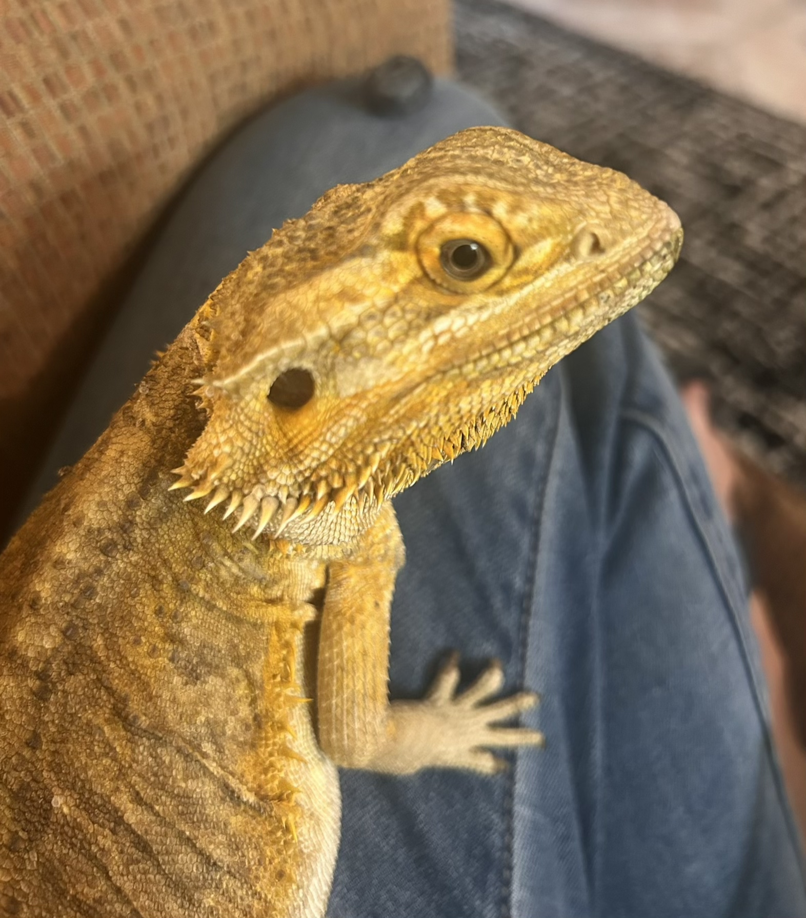 KoKo