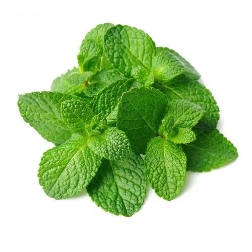 Fresh green mint leaves