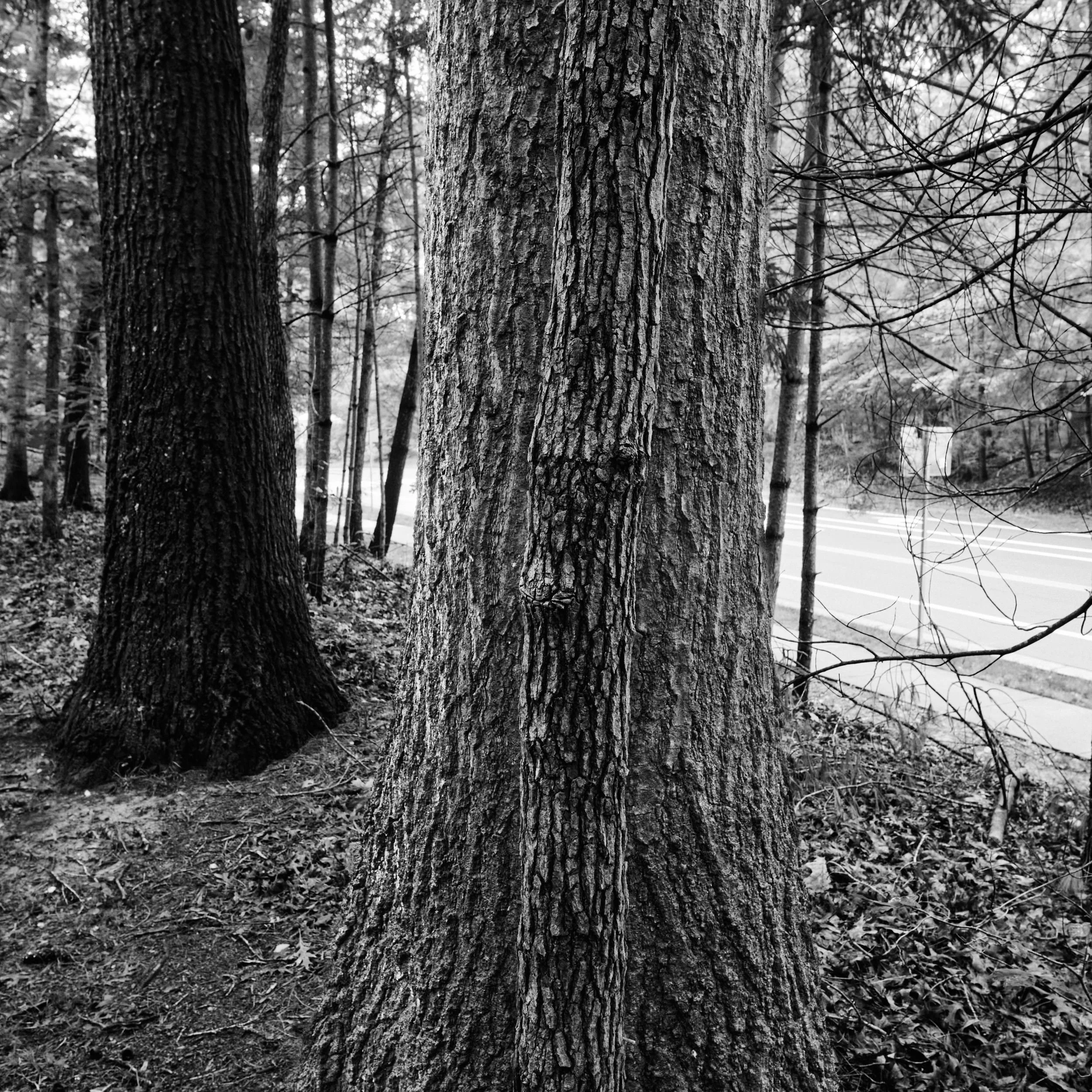 Landscape photograph of tangled trees and winter undergrowth in a Northern Virginia wooded preserve.