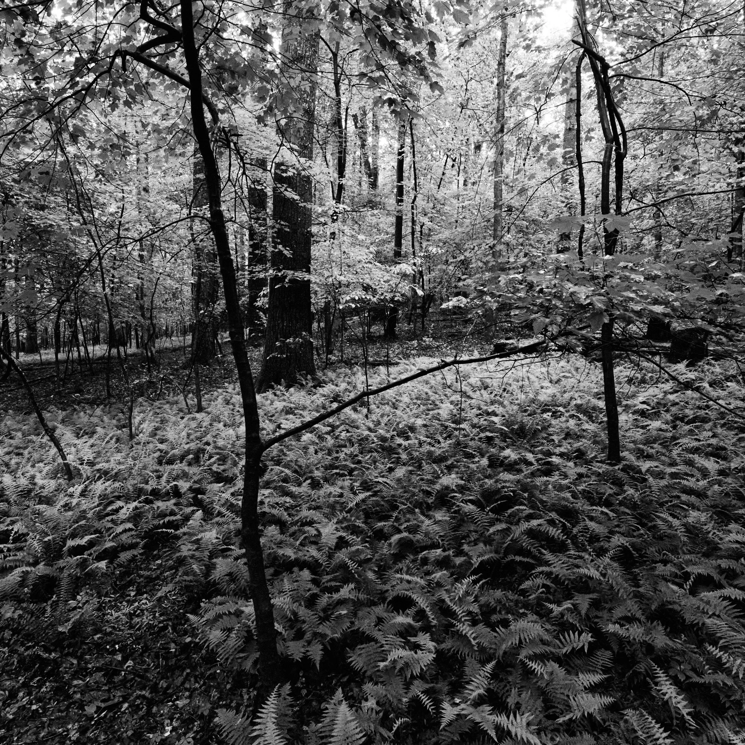 A black-and-white photo of a forest with tall trees and dense foliage, with ferns covering the forest floor.