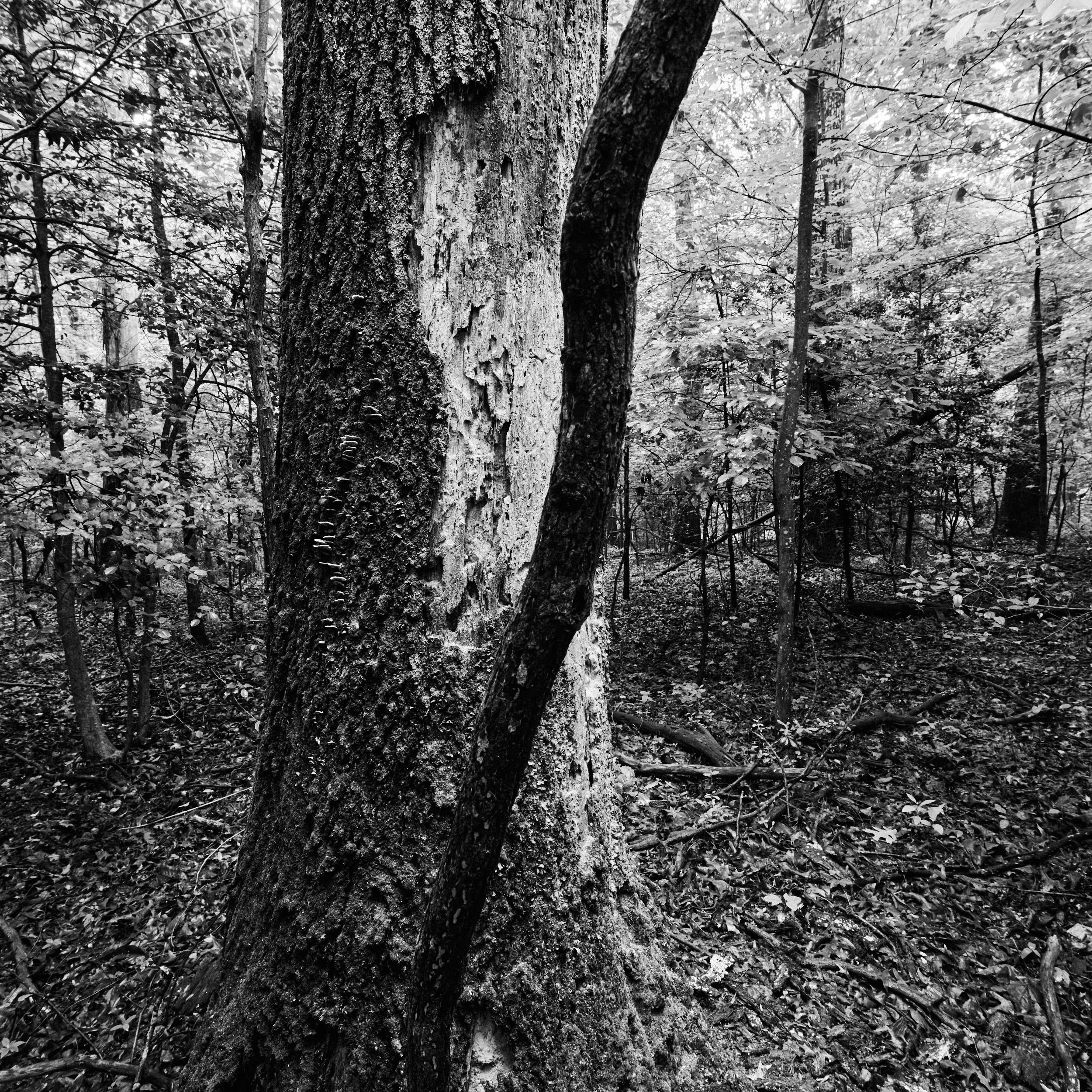 Landscape photograph of tangled trees and winter undergrowth in a Northern Virginia wooded preserve.