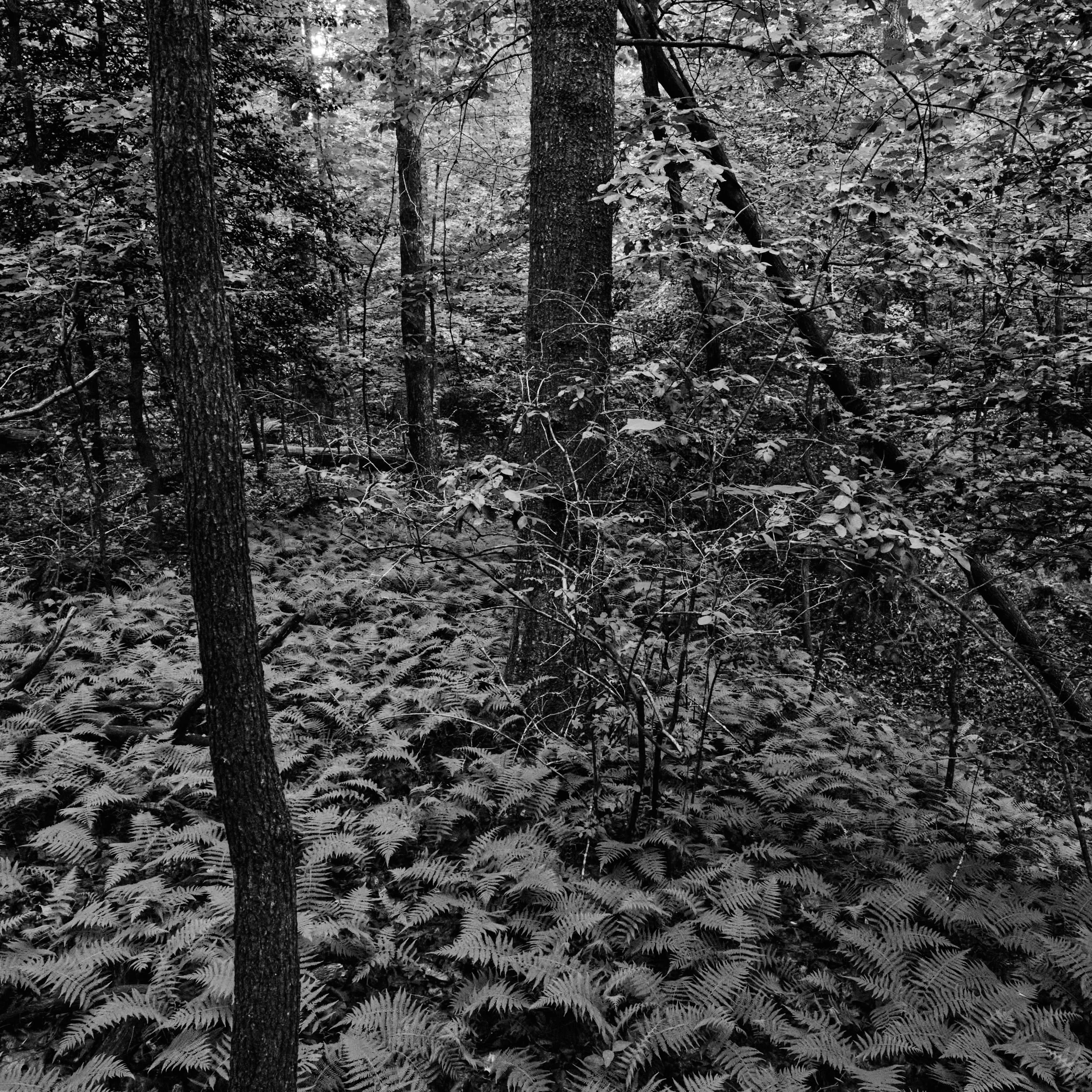 Landscape photograph of tangled trees and winter undergrowth in a Northern Virginia wooded preserve.