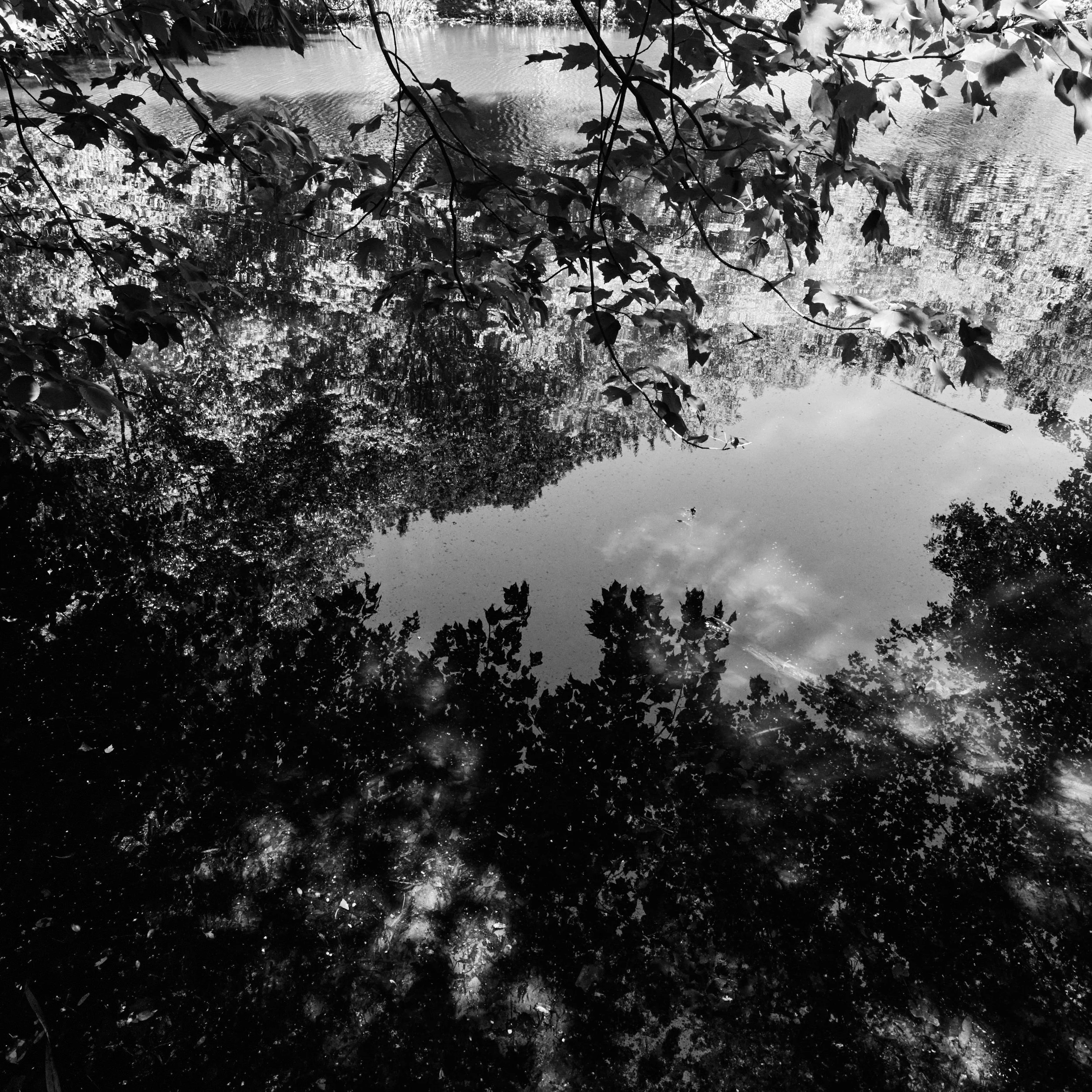 Landscape photograph of tangled trees and winter undergrowth in a Northern Virginia wooded preserve.