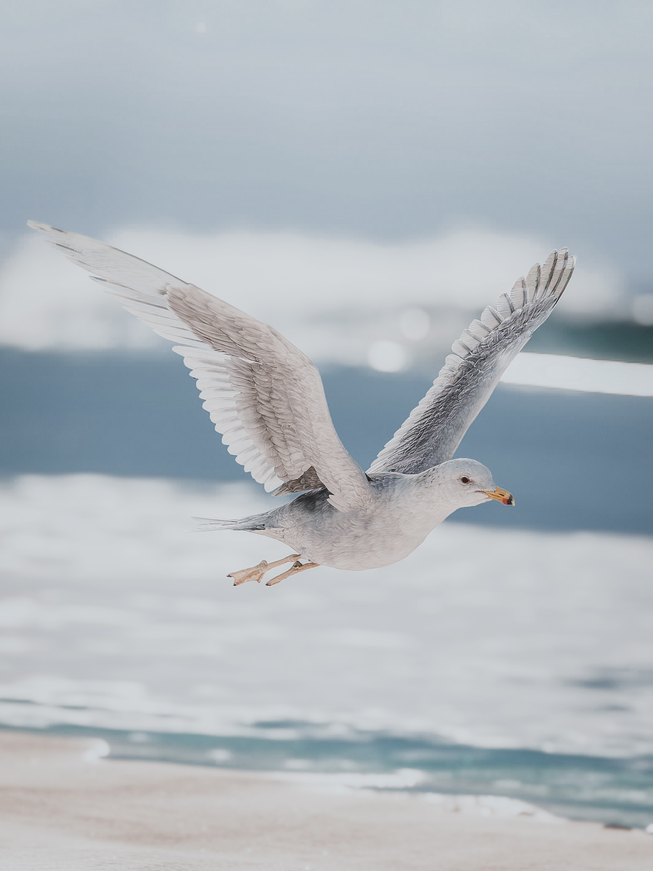  fly free  (captured by: Nimmu (@niinakaniin.vp))