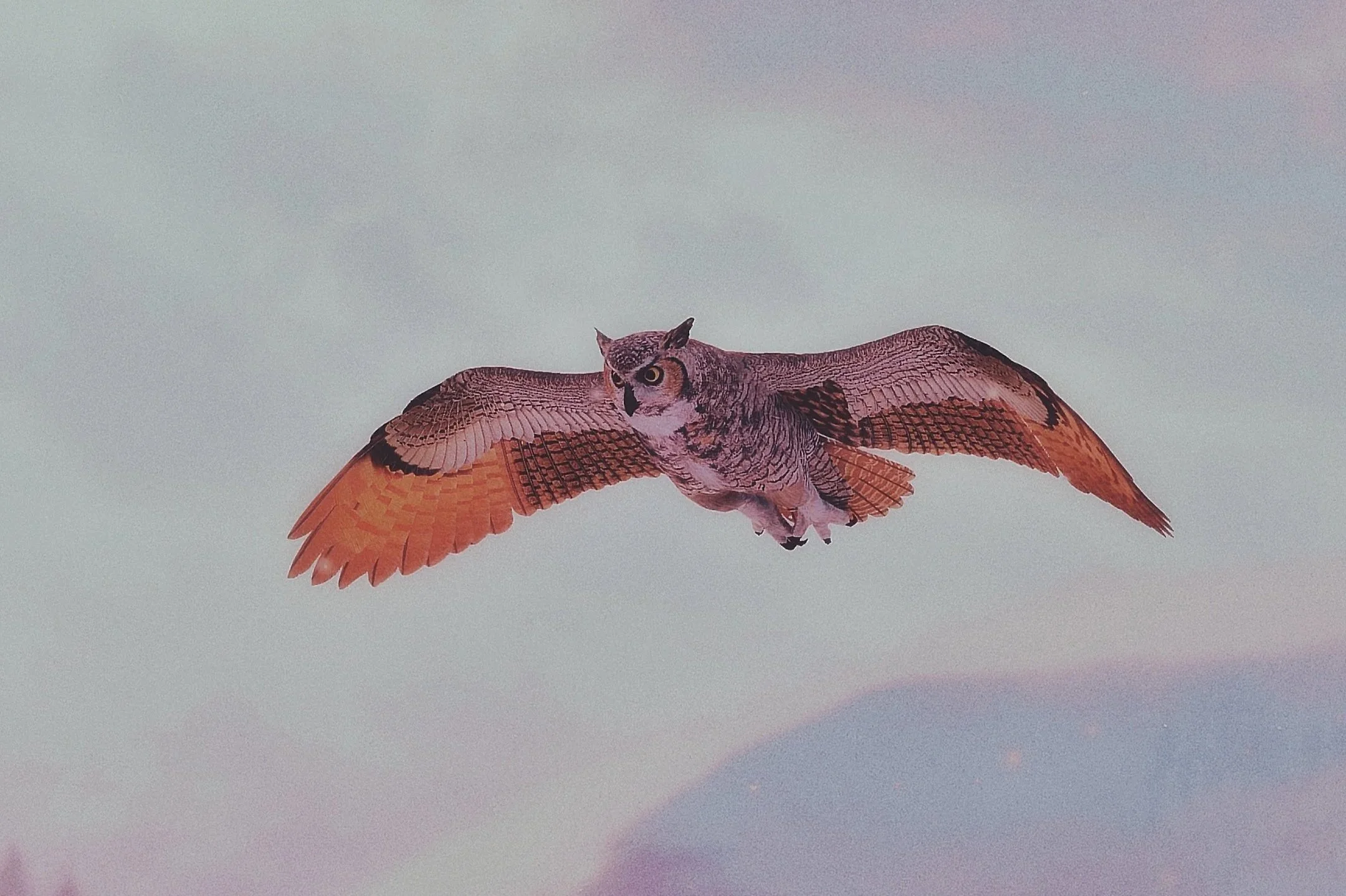 A flying owl with large outstretched wings and detailed feathers.