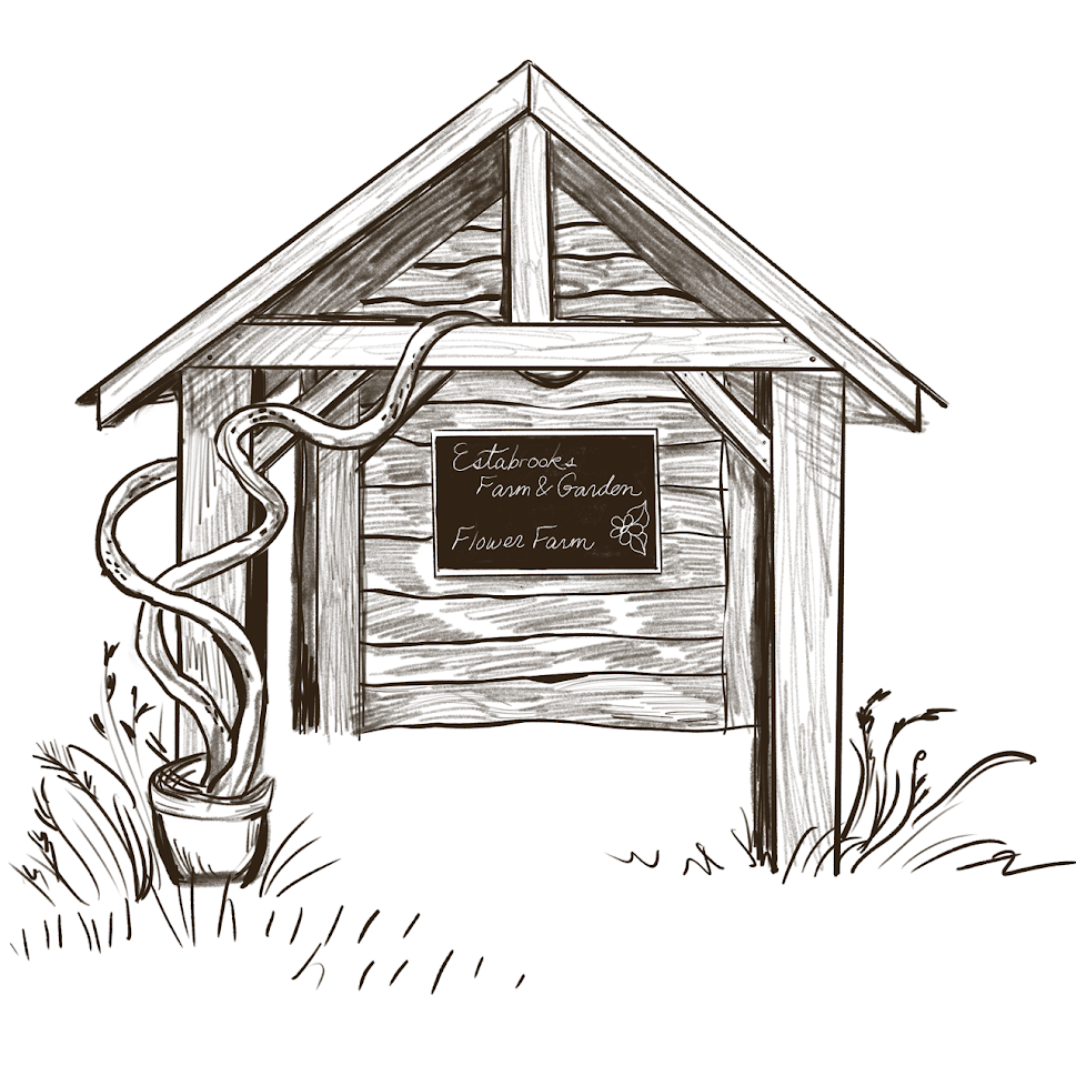 A sketch of a small wooden farm shed with a sign that reads 'Estabrooks Farm & Garden Flower Farm,' with a flower illustration, surrounded by grass and plants, featuring a twisted vine plant in a pot on the left.