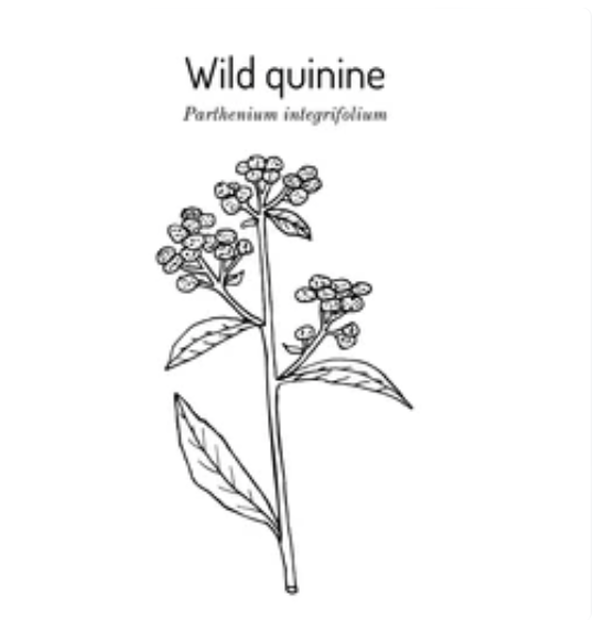 Clinical Study Review: Feverfew