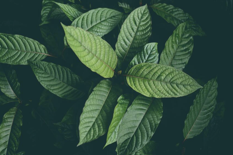 Essay: Is Kratom toxicity intrinsic or idiosyncratic?