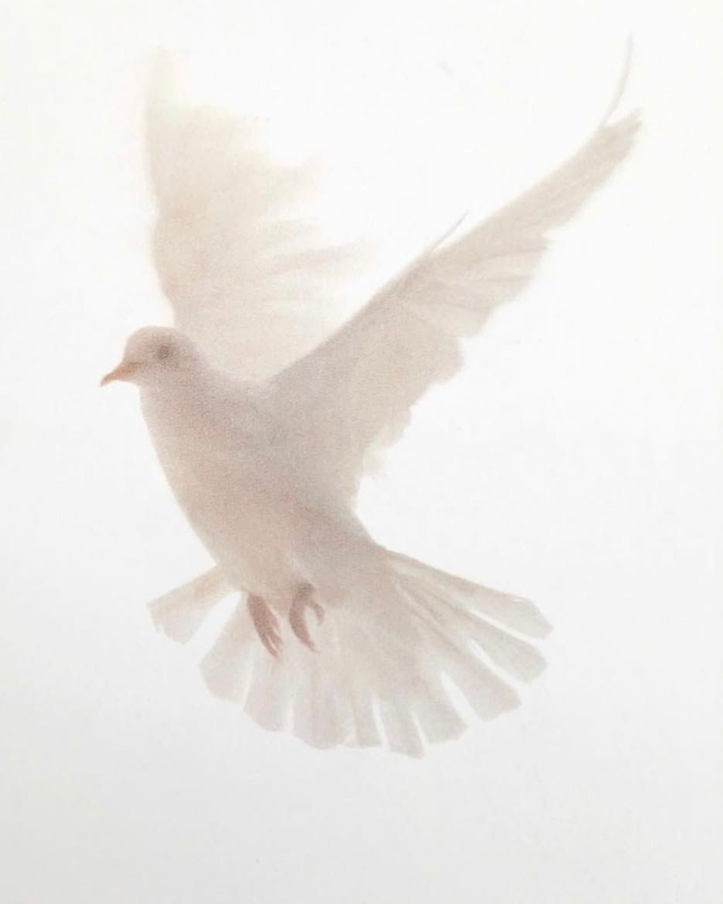 Faint, artistic image of a dove with a human face, blending features of a bird and a person, on a light background.
