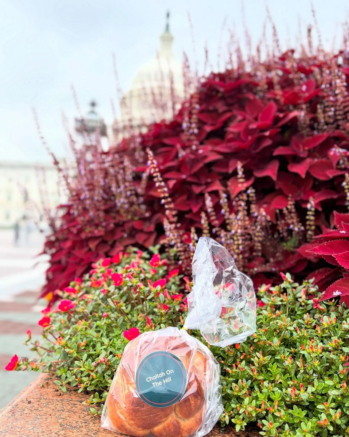 Wishing you more health, happiness, &amp; challah in 2025💙🆕🥳