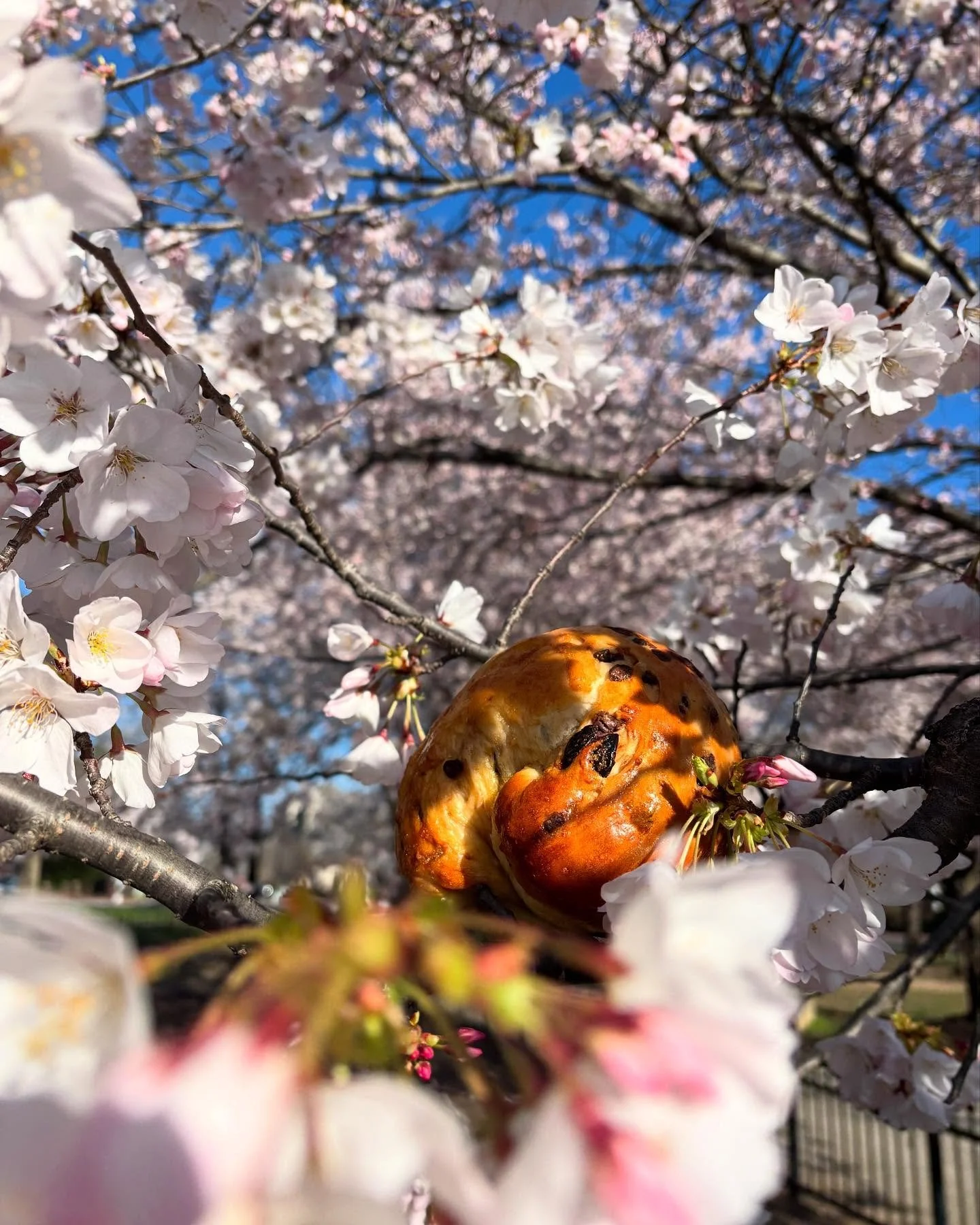 If you look closely, you&rsquo;ll see the cherry challahs are at peak bloom too! 
Shabbat Shalom 🍒🌸❤️
