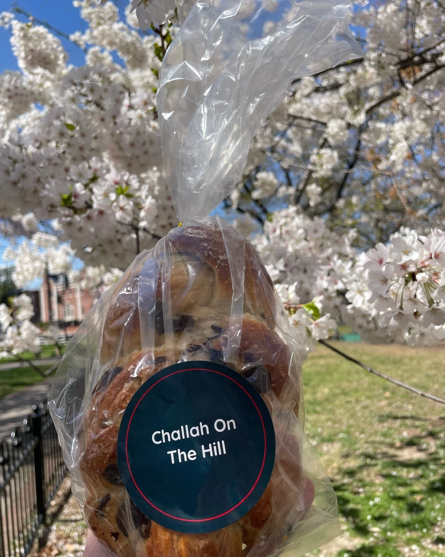 Everyone knows best cherry (chocolate) challahs &amp; cherry blossoms can be found in Capitol Hill! 🌸🍒🍫🌸 #challah #cherryblossom #cherryblossomdc #capitiolhill #thehillishome