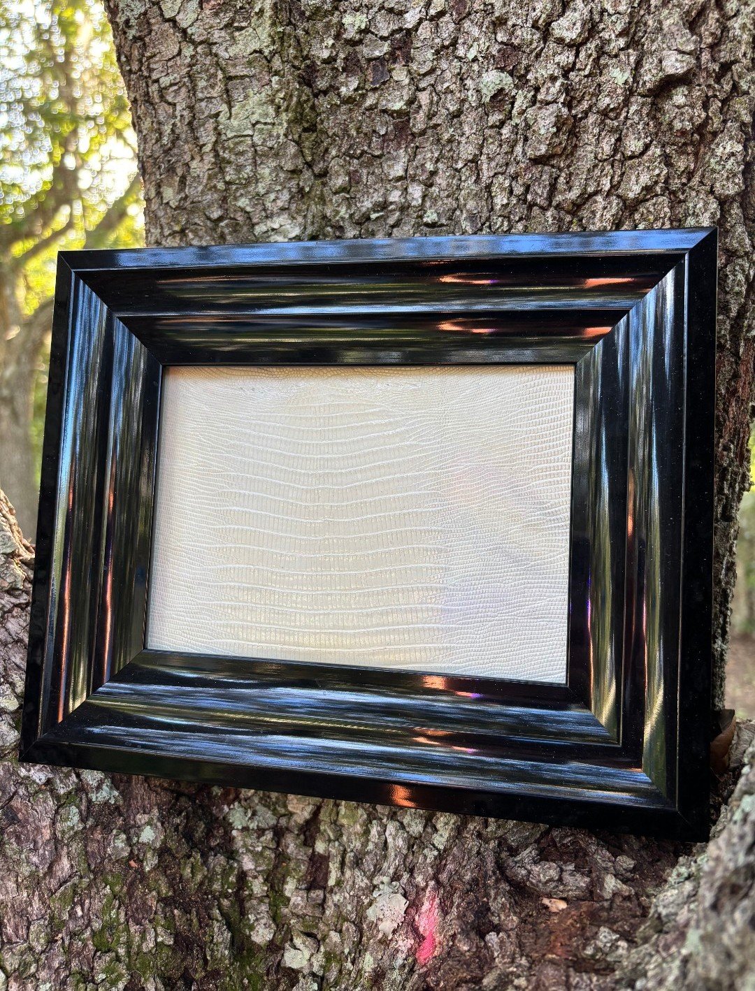 Ivory Relic Iguana Hide in Black Composite Frame