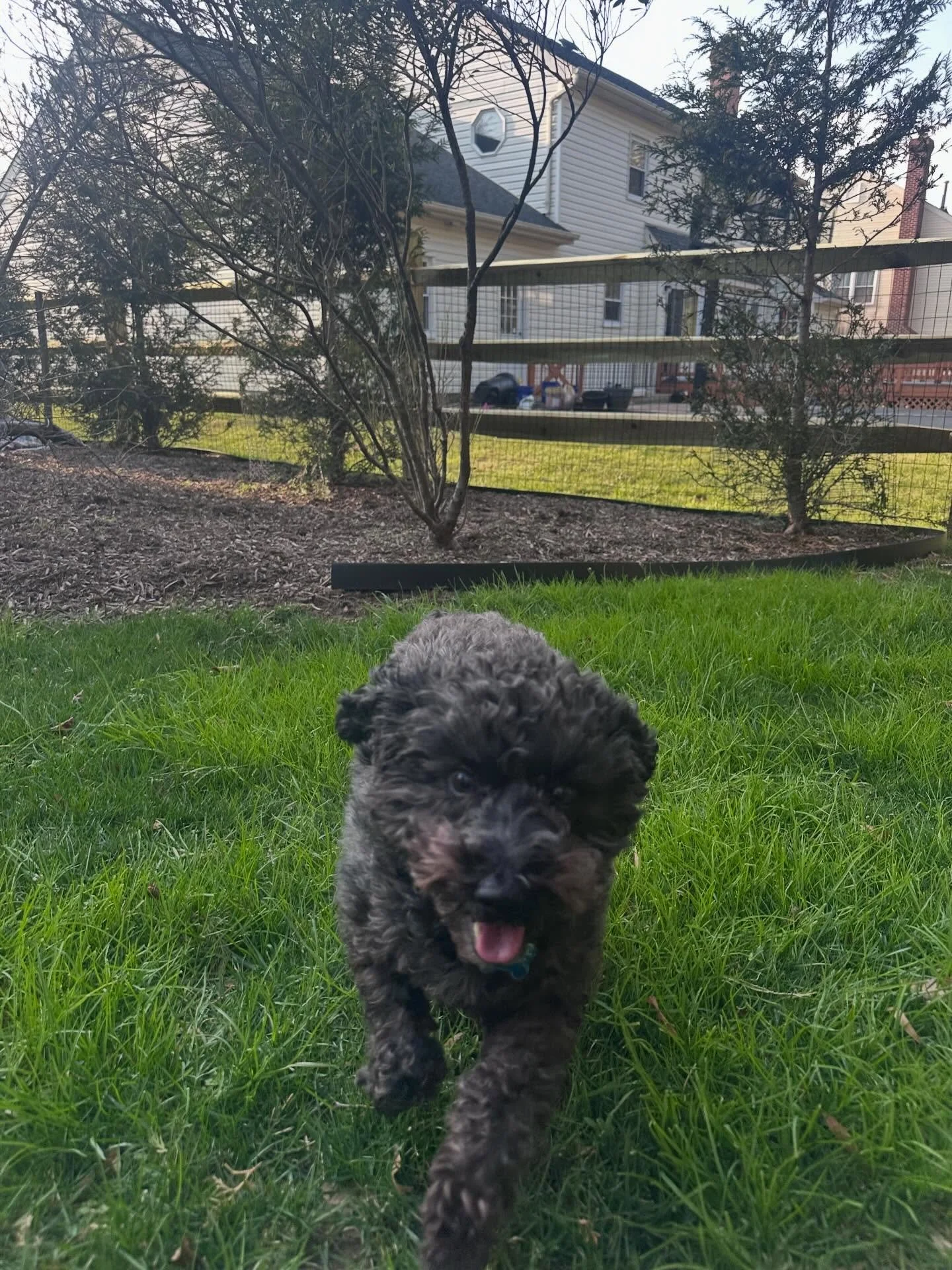 Midnight loves his new split rail fence from FBD, and we hope his family loves it just as much 😍 

#fbdfence #fencesbydoug #howardcountymd