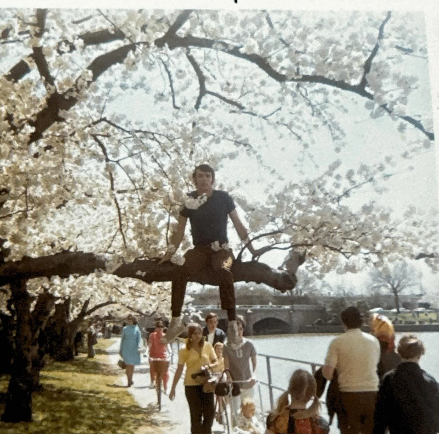 The cherry blossoms are integral to DMV culture, and with peak bloom this week, it&rsquo;s impossible to ignore my dad&rsquo;s love for them.

I remember going to the Cherry Blossom Festival from a very young age. He always bragged about getting the 