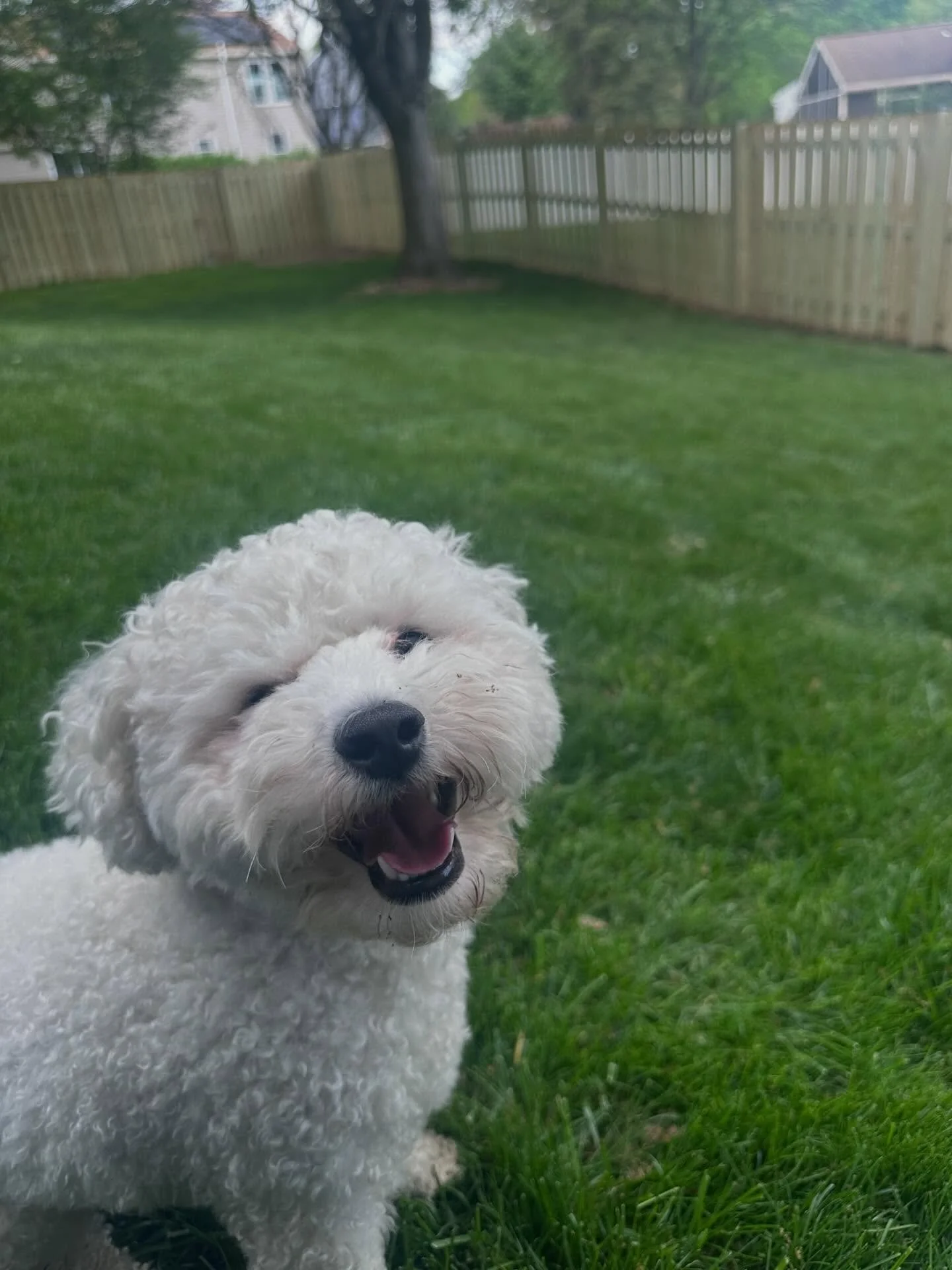 Bodhi LOVES his new FBD Fence! He also loves eating dirt 🤣

Happy weekend, everyone!

#fbdfence #fencesbydoug #howardcountymd